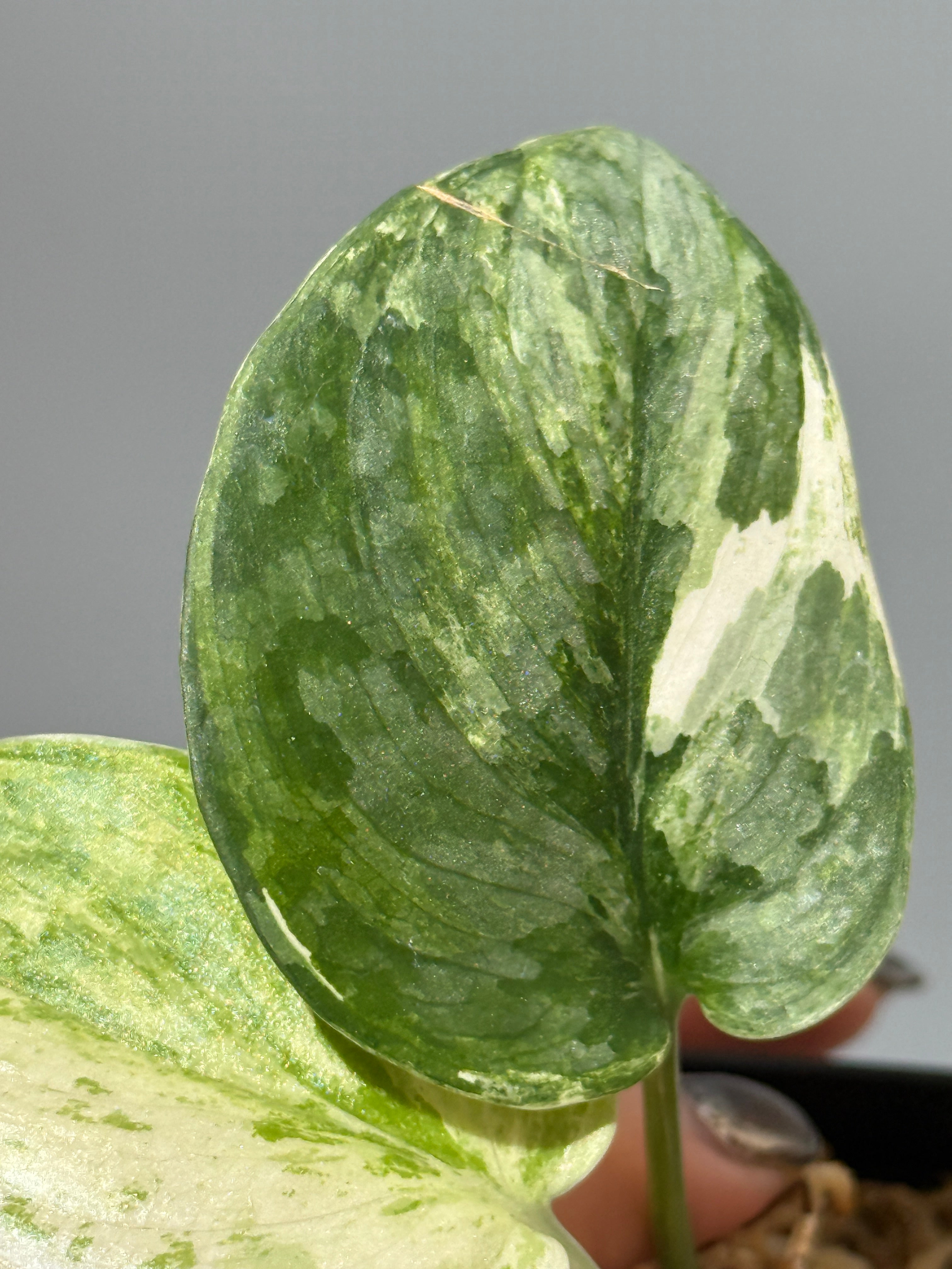 All Plants – Nakayama-Plants
