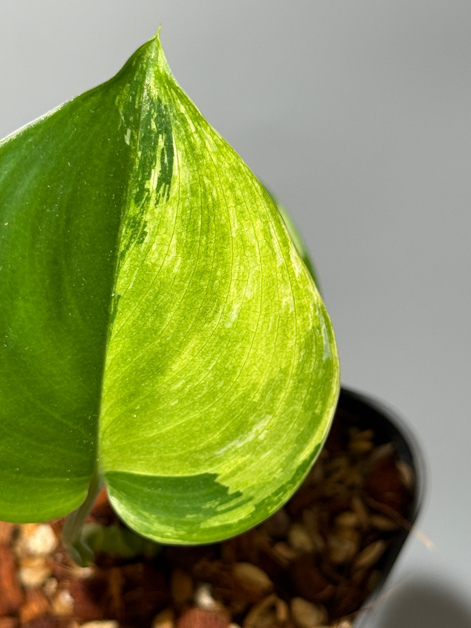 スキンダプサス ルビコン 斑入り  / Scindapsus Rubicon var.  (1)