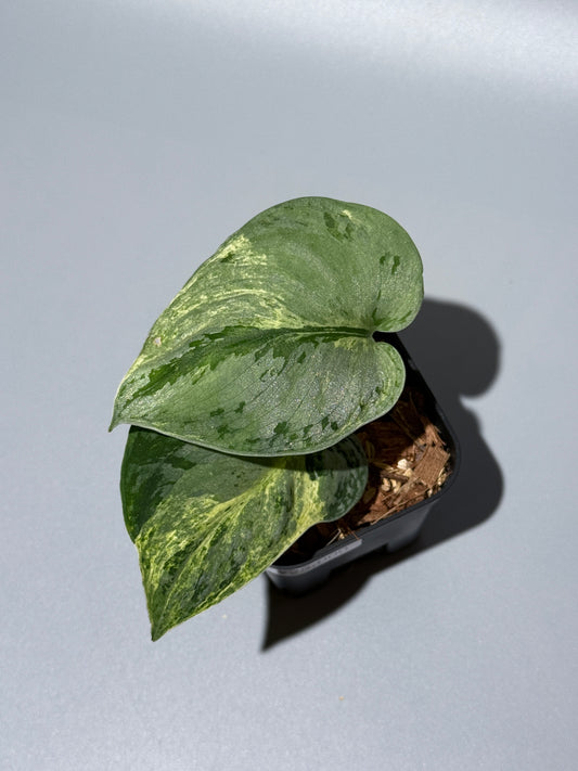 スキンダプサス スーパームーン チリン / Scindapsus Supermoon tilung (2)