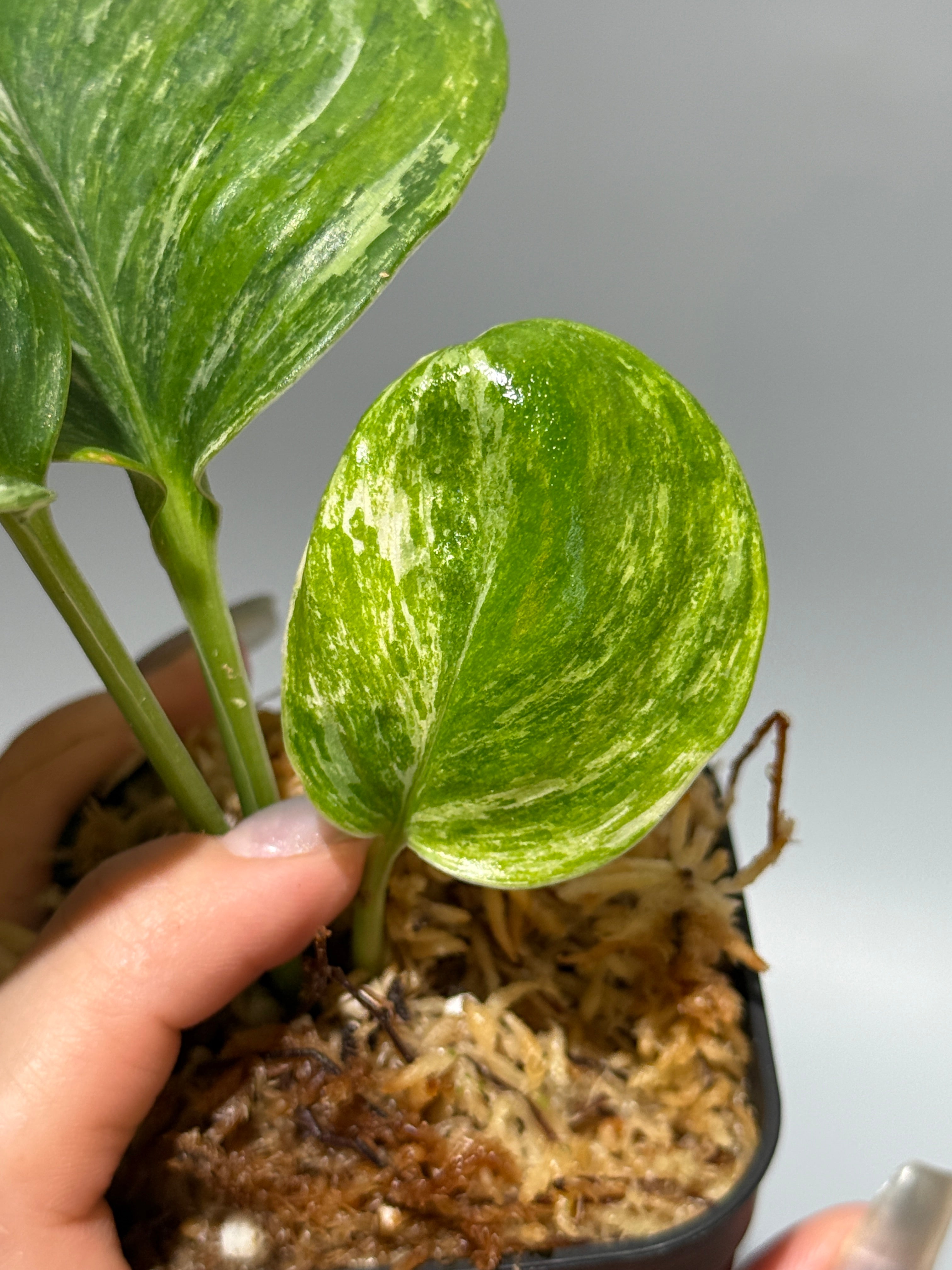 Nakayama Plants公式オンラインストア｜スキンダプサス専門店