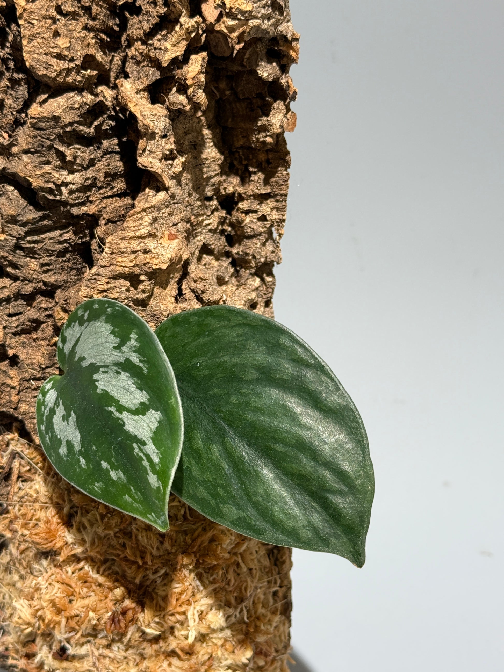 スキンダプサス Sp. カリマンタン / Scindapsus Sp.Kalimantan (C1)