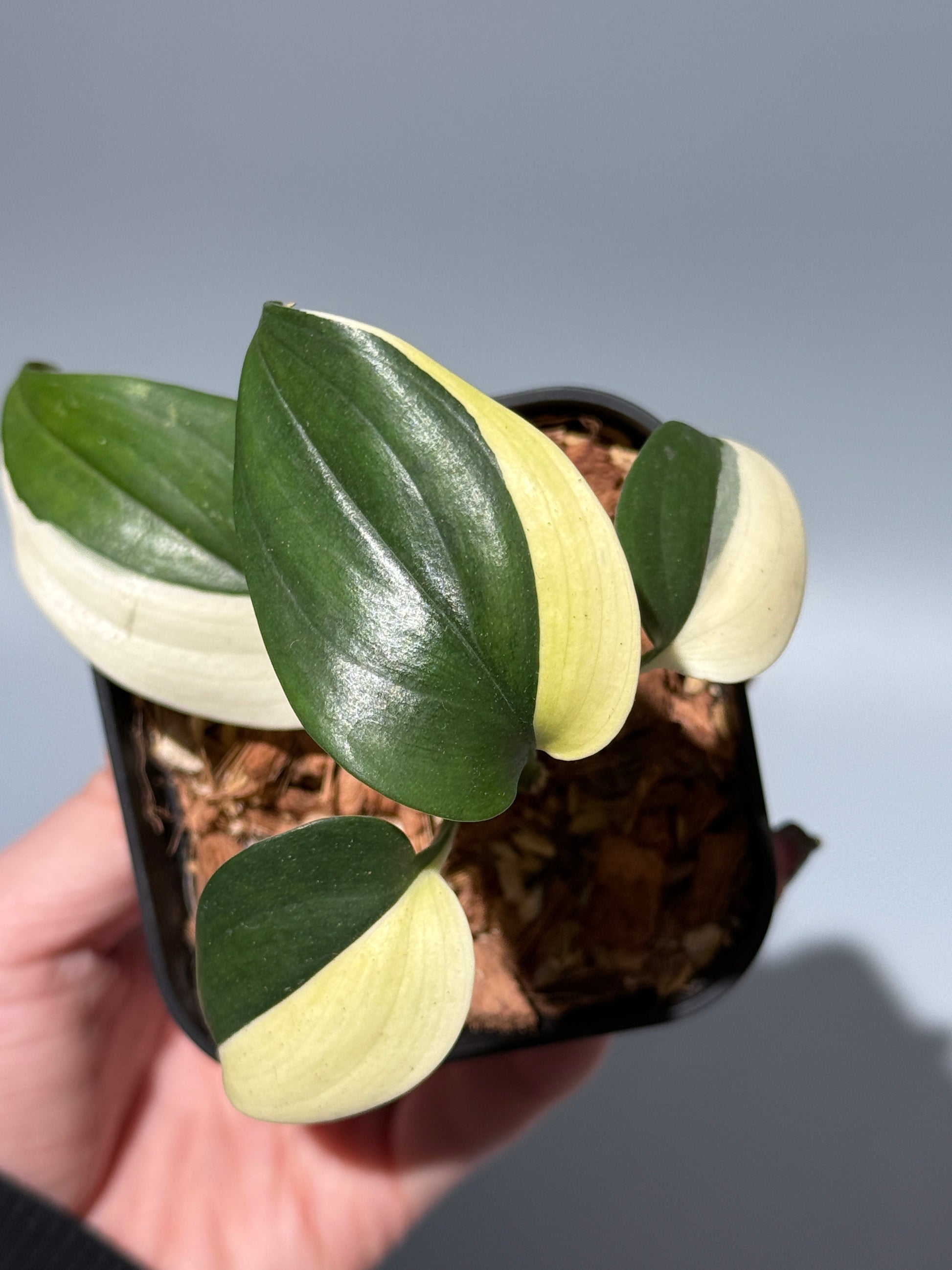 スキンダプサス ブルーアルボ  / Scindapsus Blue albo (1)