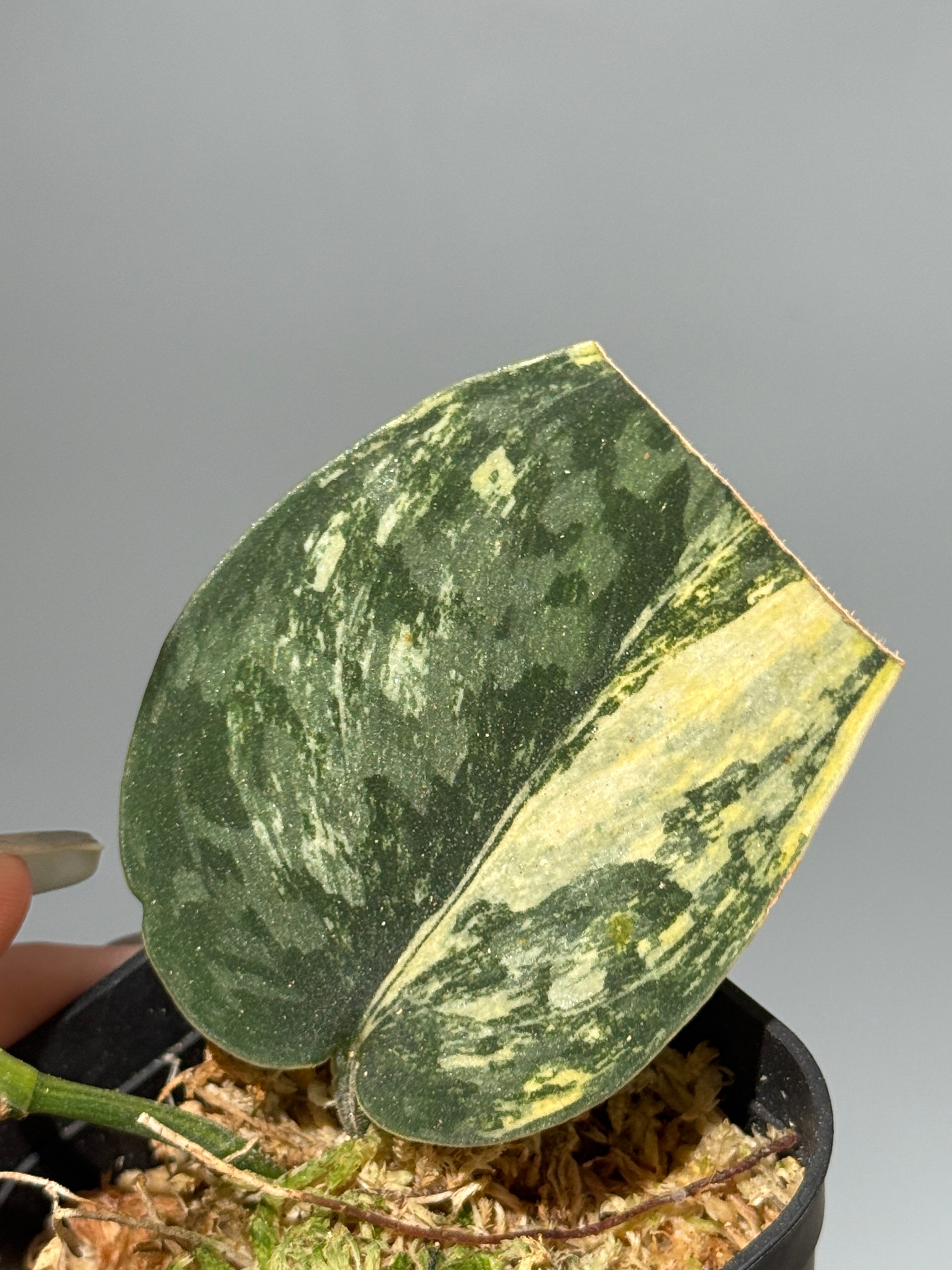 スキンダプサス グリーン ダイヤモンド / Scindapsus Green diamond (2