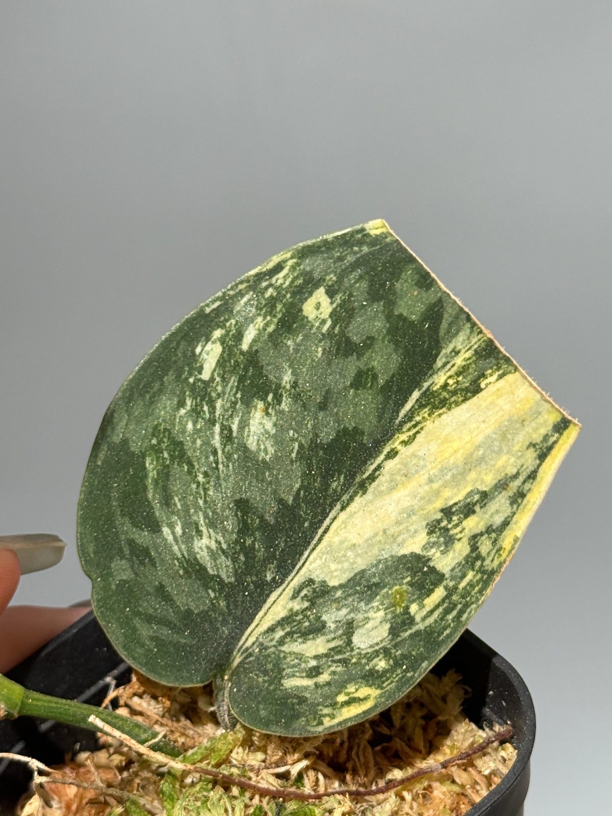 スキンダプサス グリーン ダイヤモンド / Scindapsus Green diamond (2)