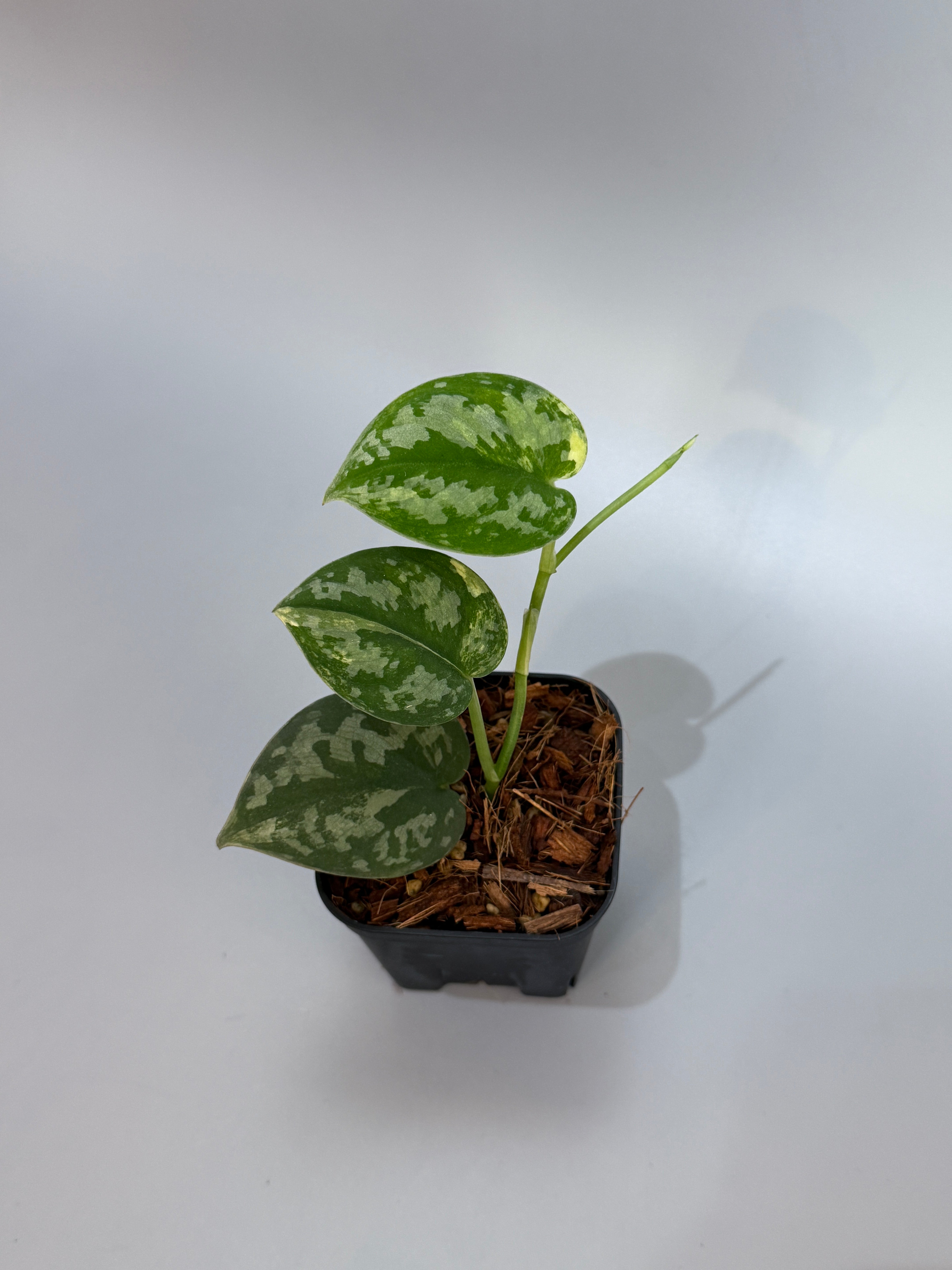 スキンダプサス　マハリカ　オールハーフ ダークのおまけ付き　1 スキンダプサス マハリカ オールハーフ ダークのおまけ付き 1