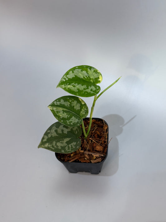 スキンダプサス バクダパティ / Scindapsus bakudapati (4)