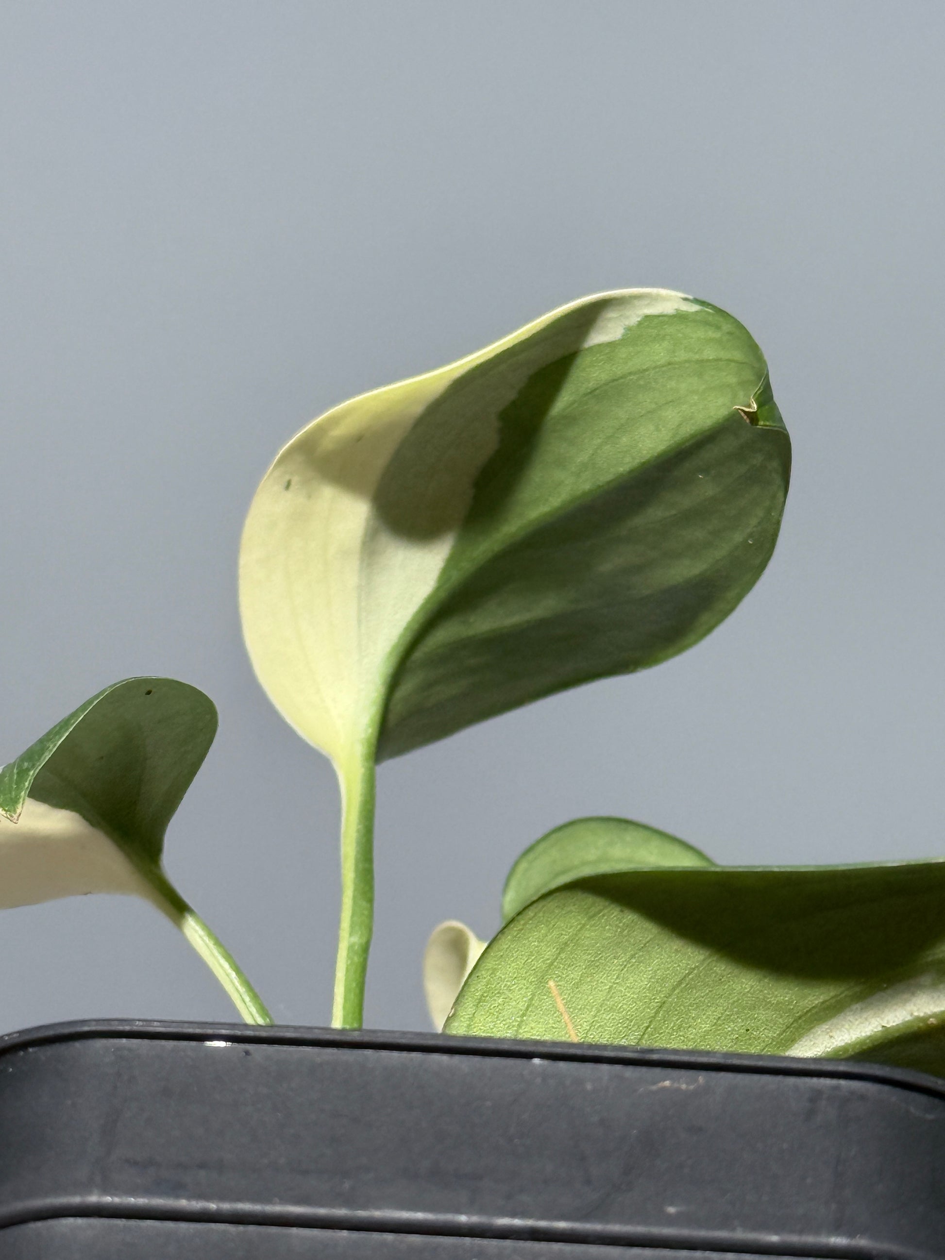 スキンダプサス ブルーアルボ  / Scindapsus Blue albo (1)