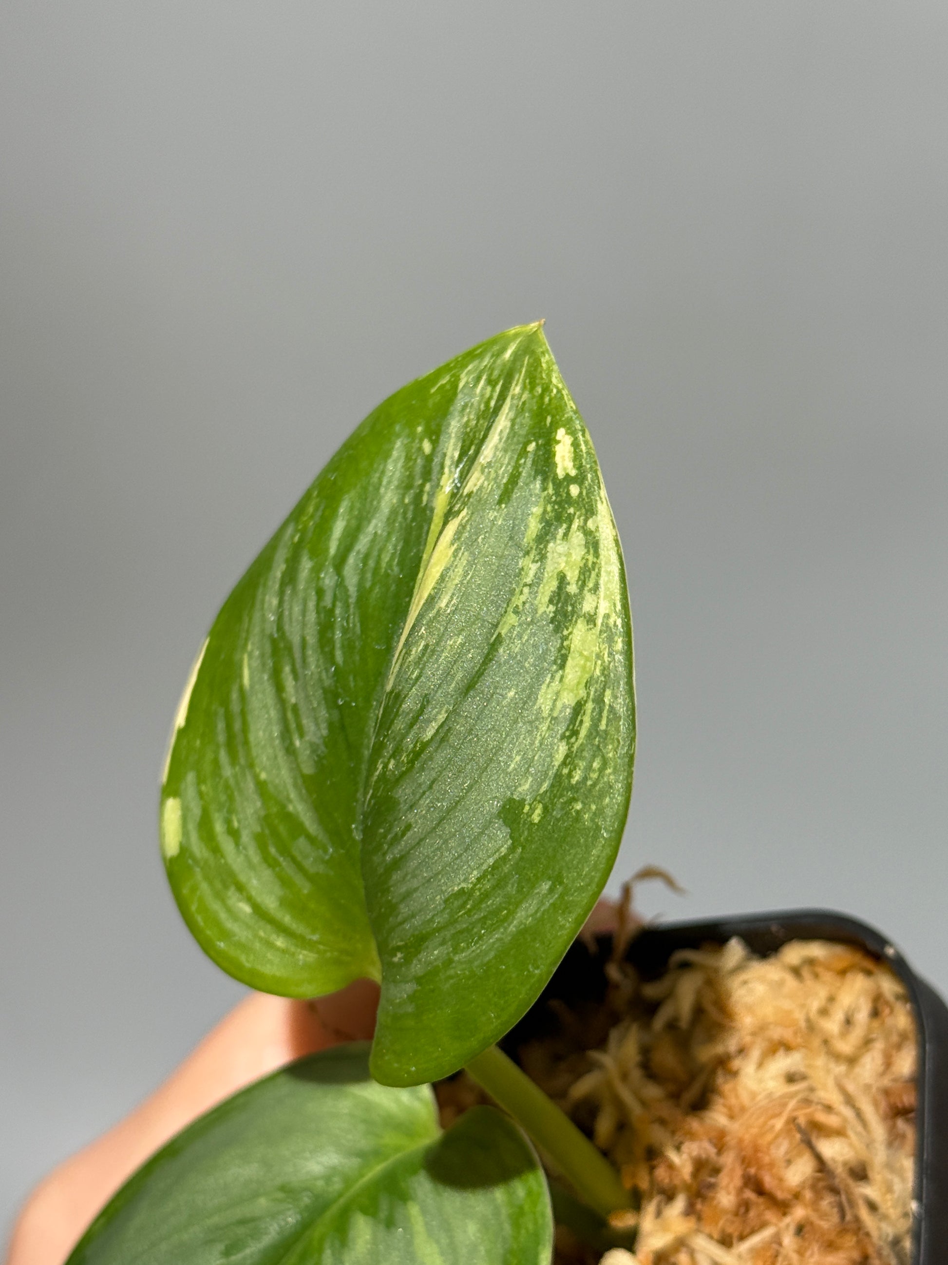 スキンダプサス ルビコン 斑入り  / Scindapsus Rubicon var.  (1)