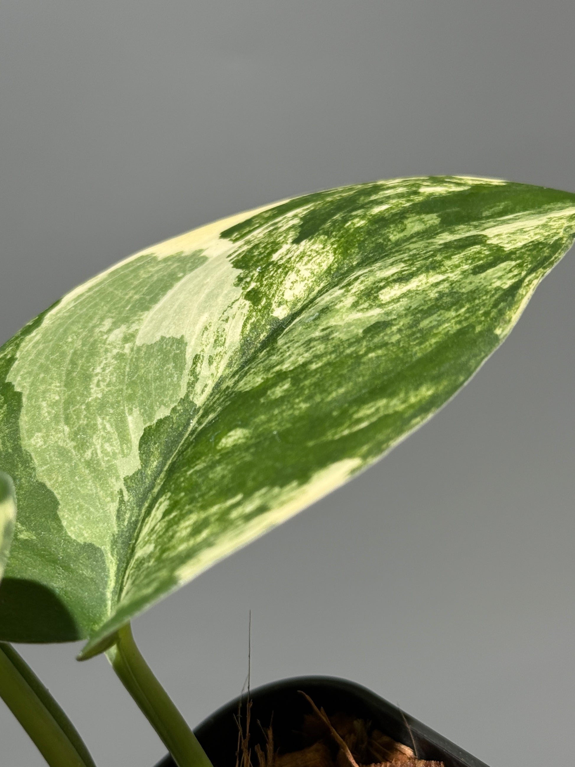 スキンダプサス ジェイドサテン オーレア  / Scindapsus jadesatin aurea (2)