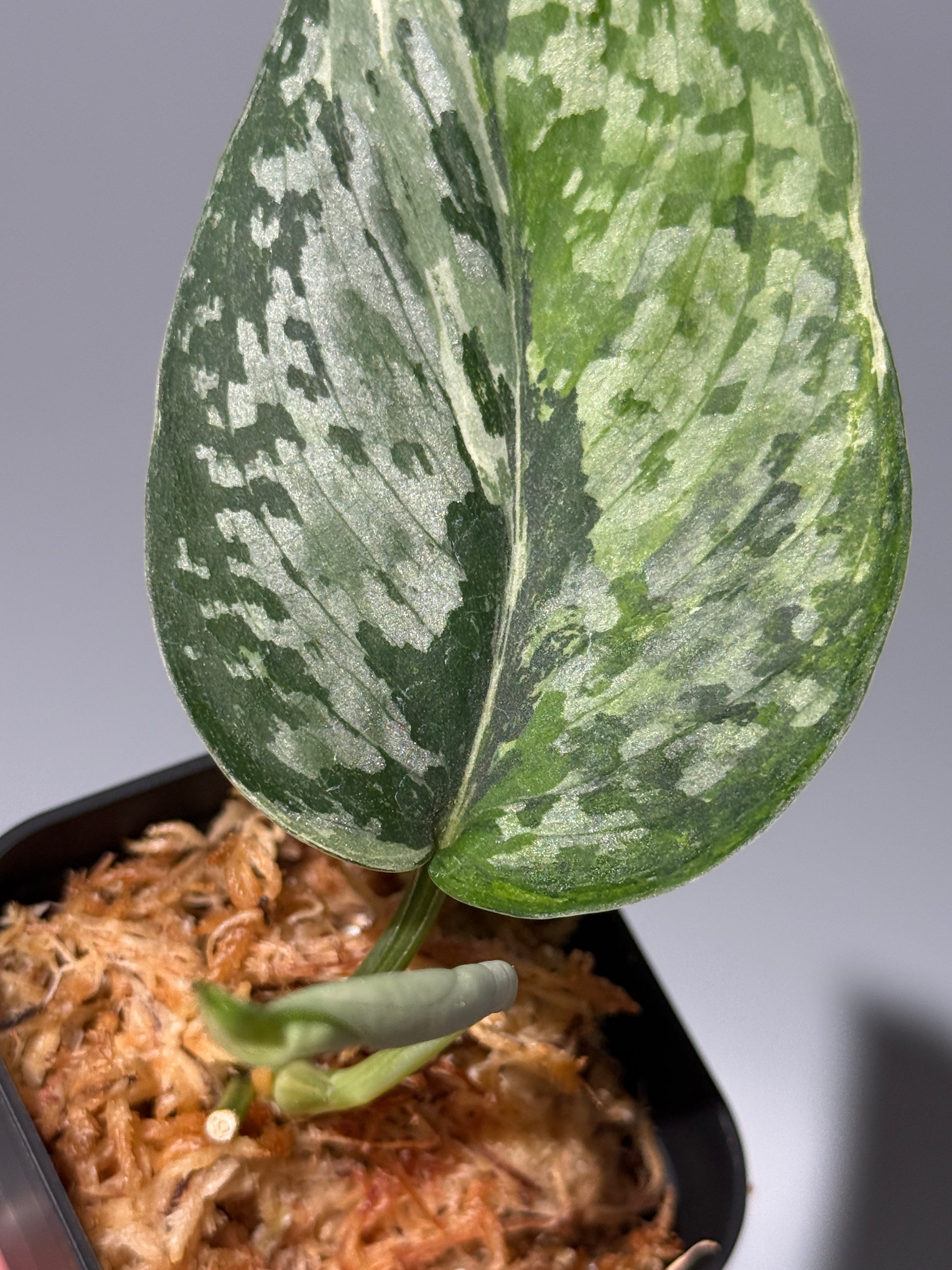 スキンダプサス エキゾチカ サラカ トリカラー  / Scindapsus Exotica salaka toricolor (1)