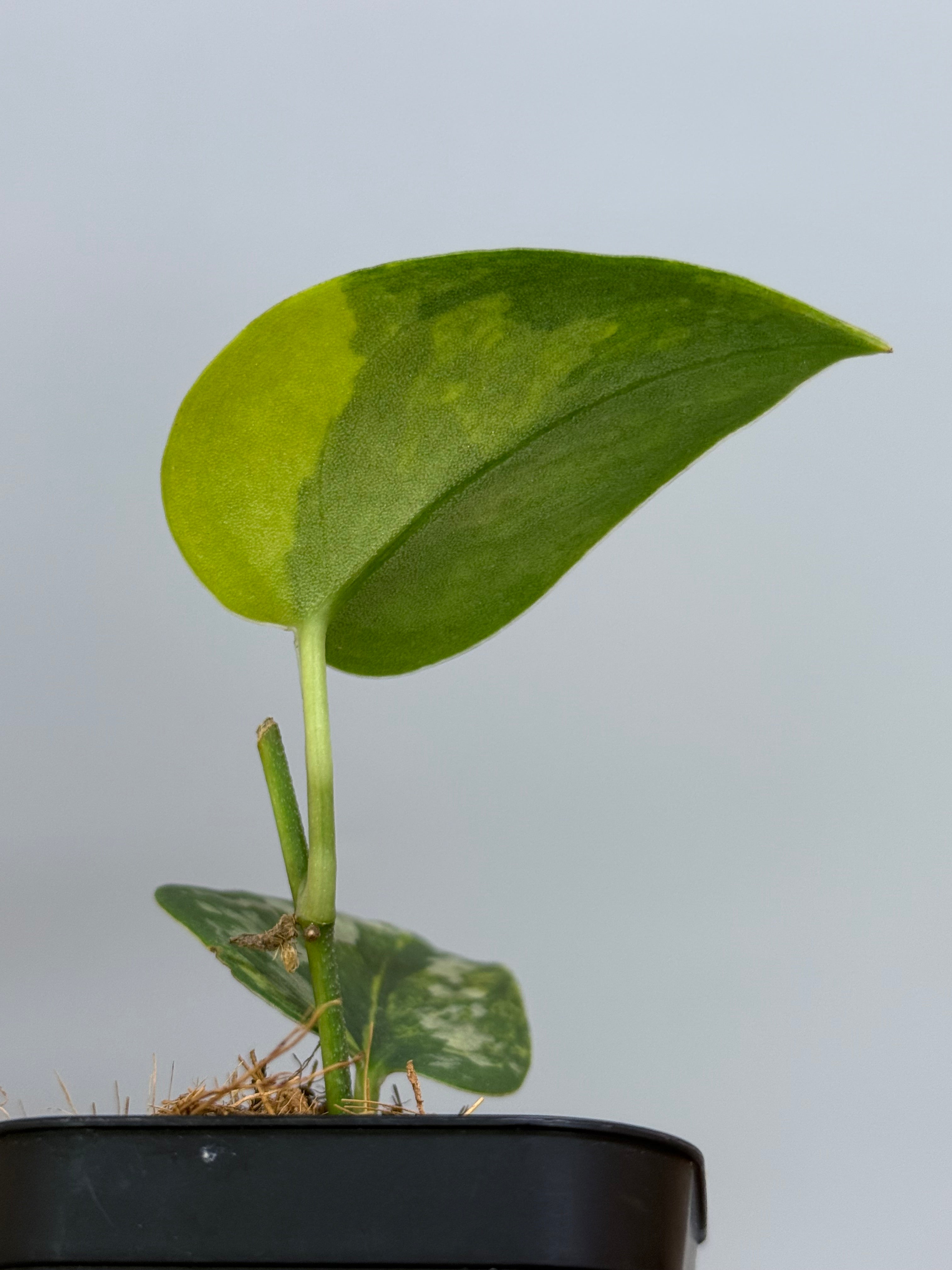 スキンダプサス グリーン ダイヤモンド / Scindapsus Green diamond (1