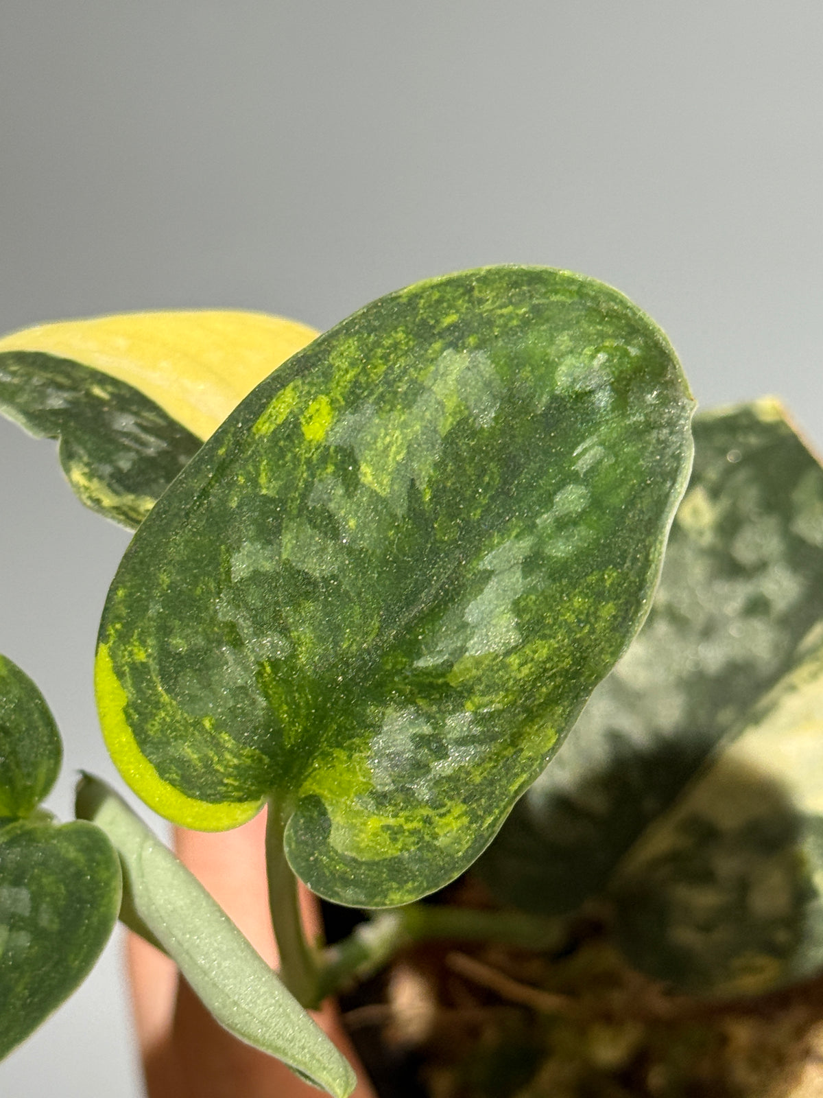 スキンダプサス グリーン ダイヤモンド / Scindapsus Green diamond (2)