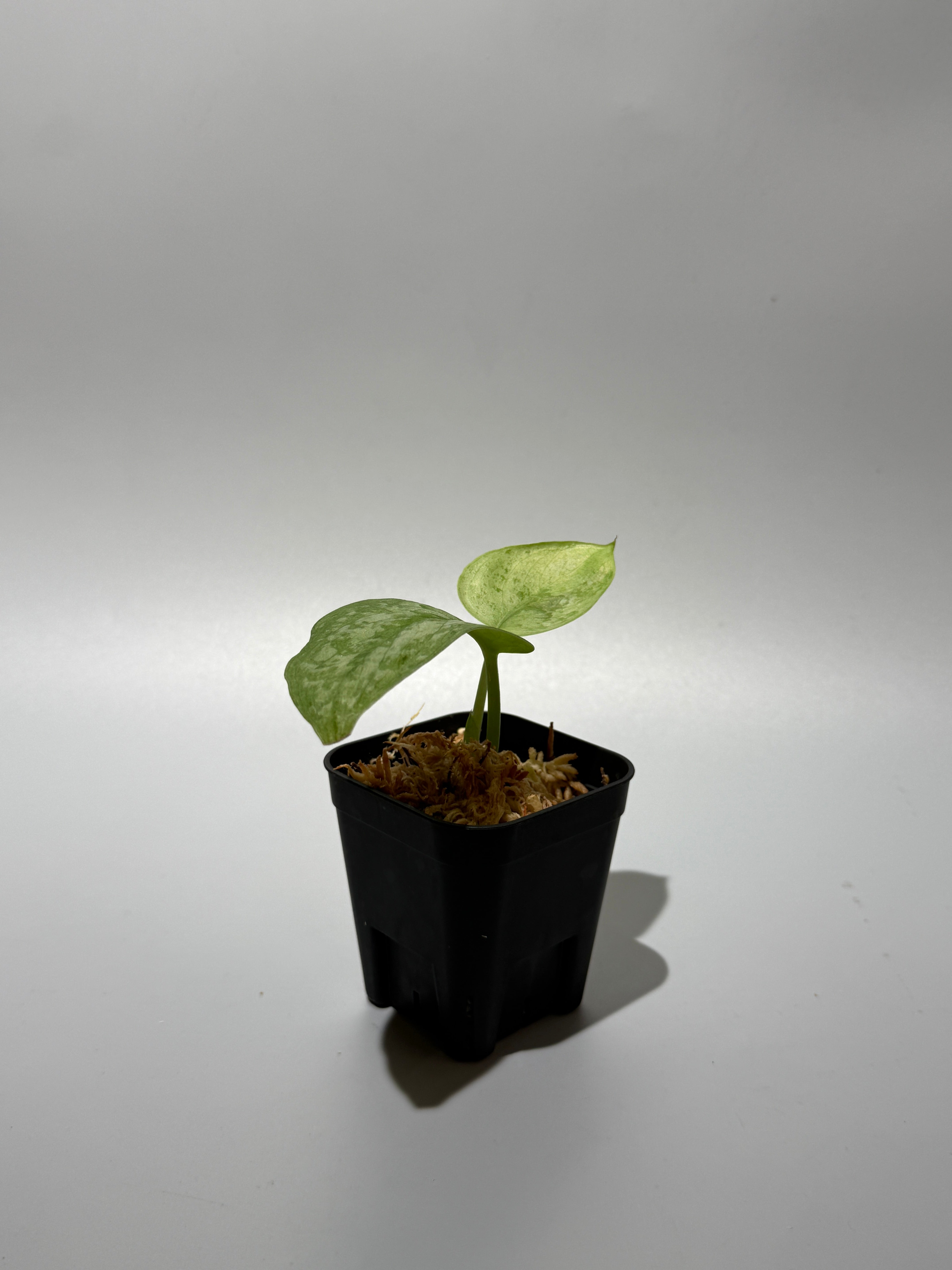 All Plants – Nakayama-Plants