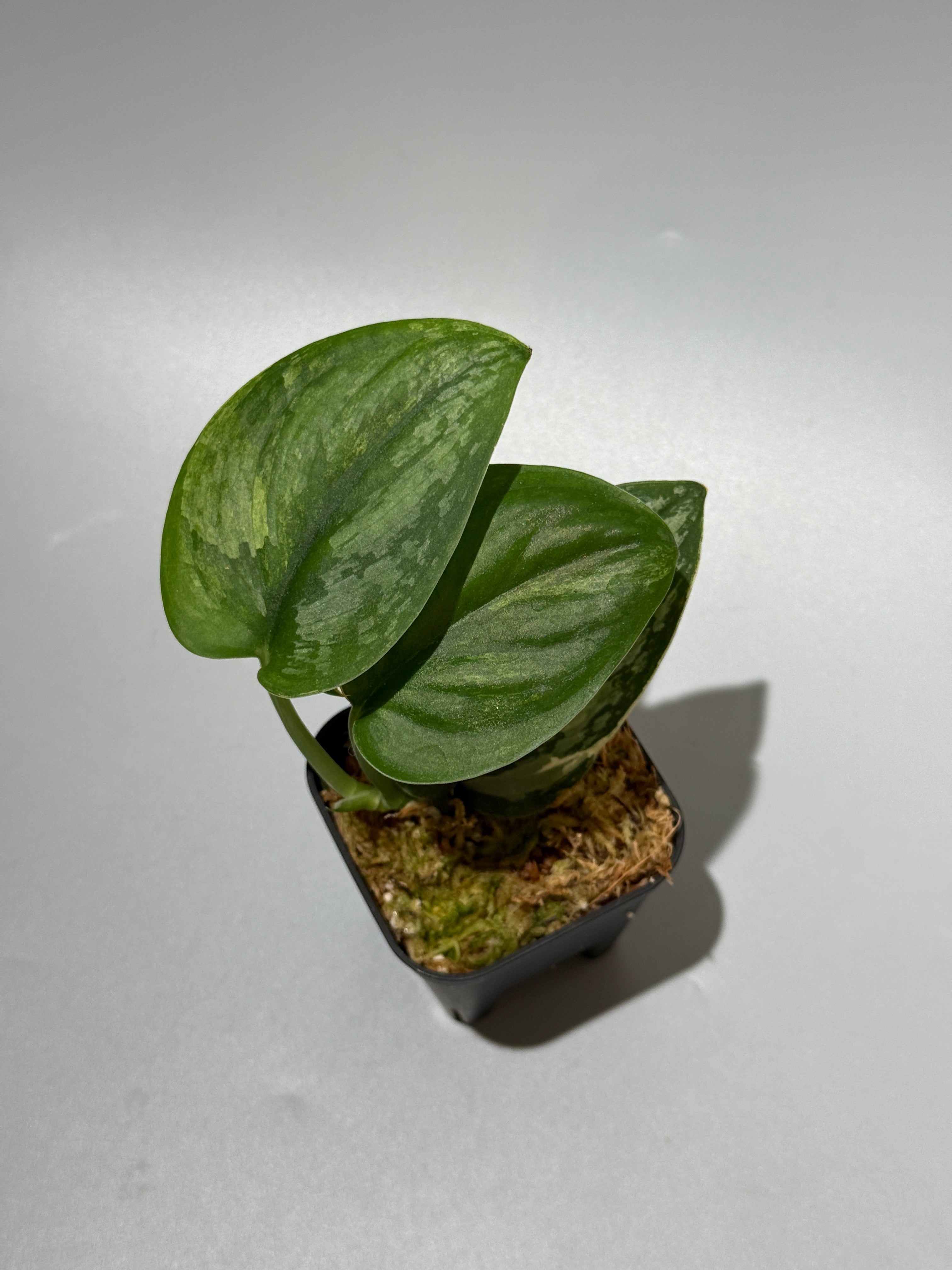 All Plants – Nakayama-Plants