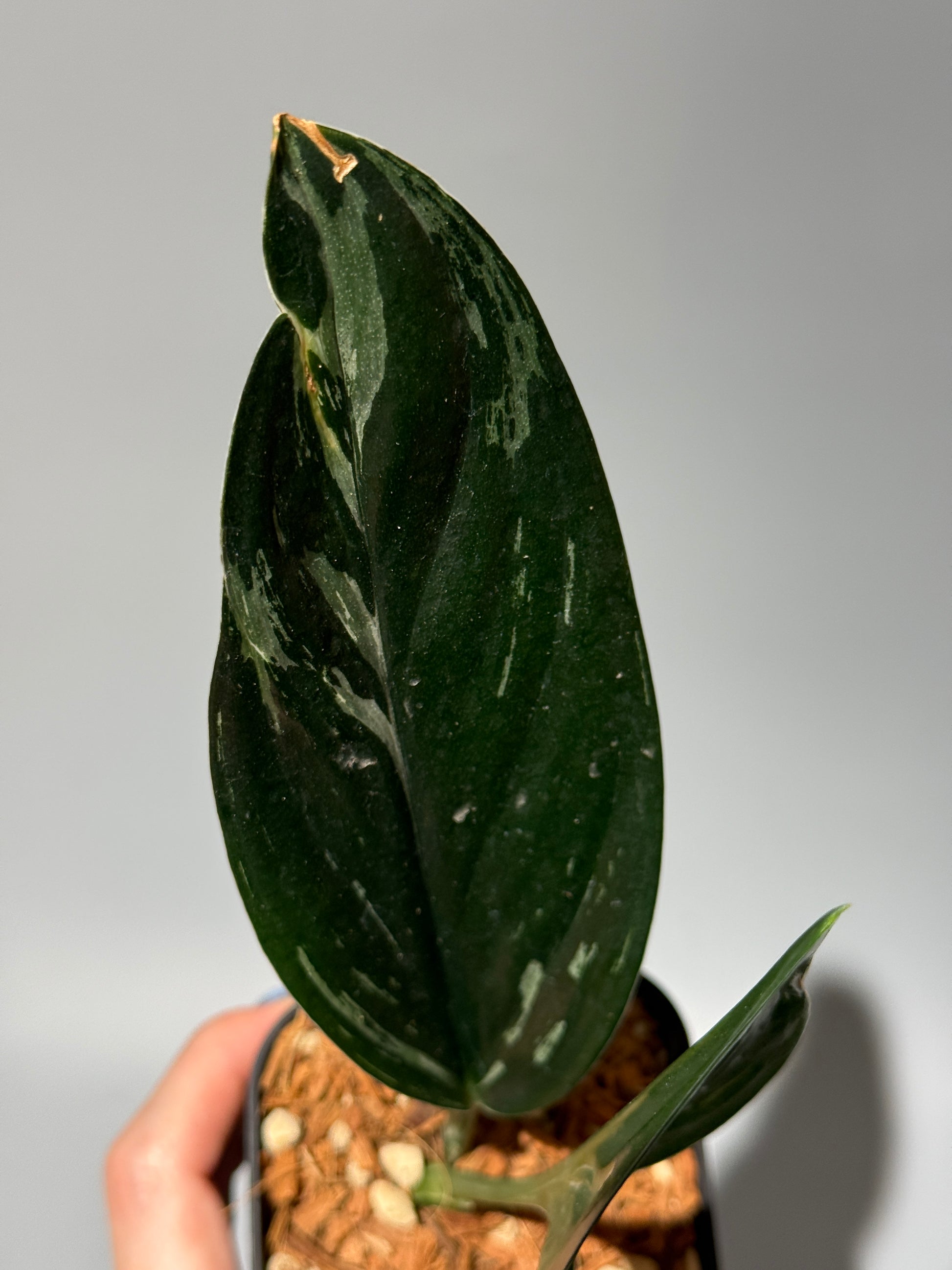スキンダプサス トレビー ダークフォーム ミューテーション/Scindapsus Treubii darkform mutation (1)