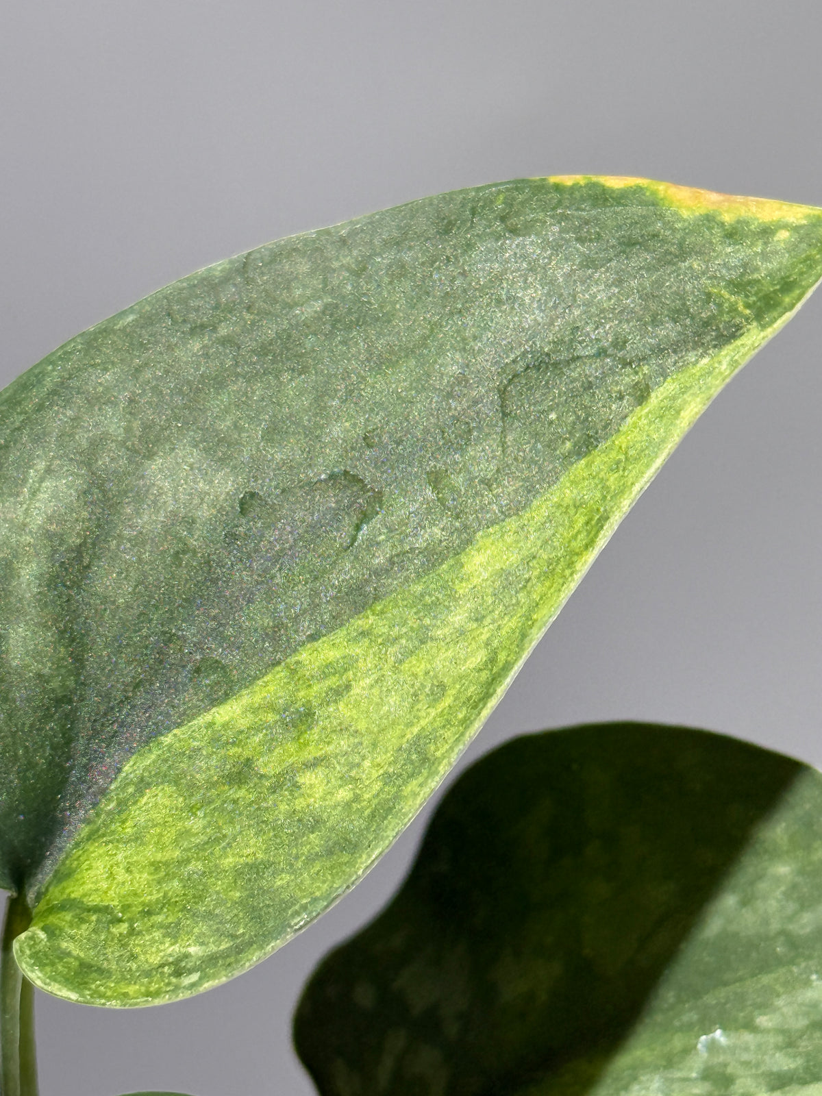 スキンダプサス エキゾチカ サラカ トリカラー  / Scindapsus Exotica salaka toricolor (2)