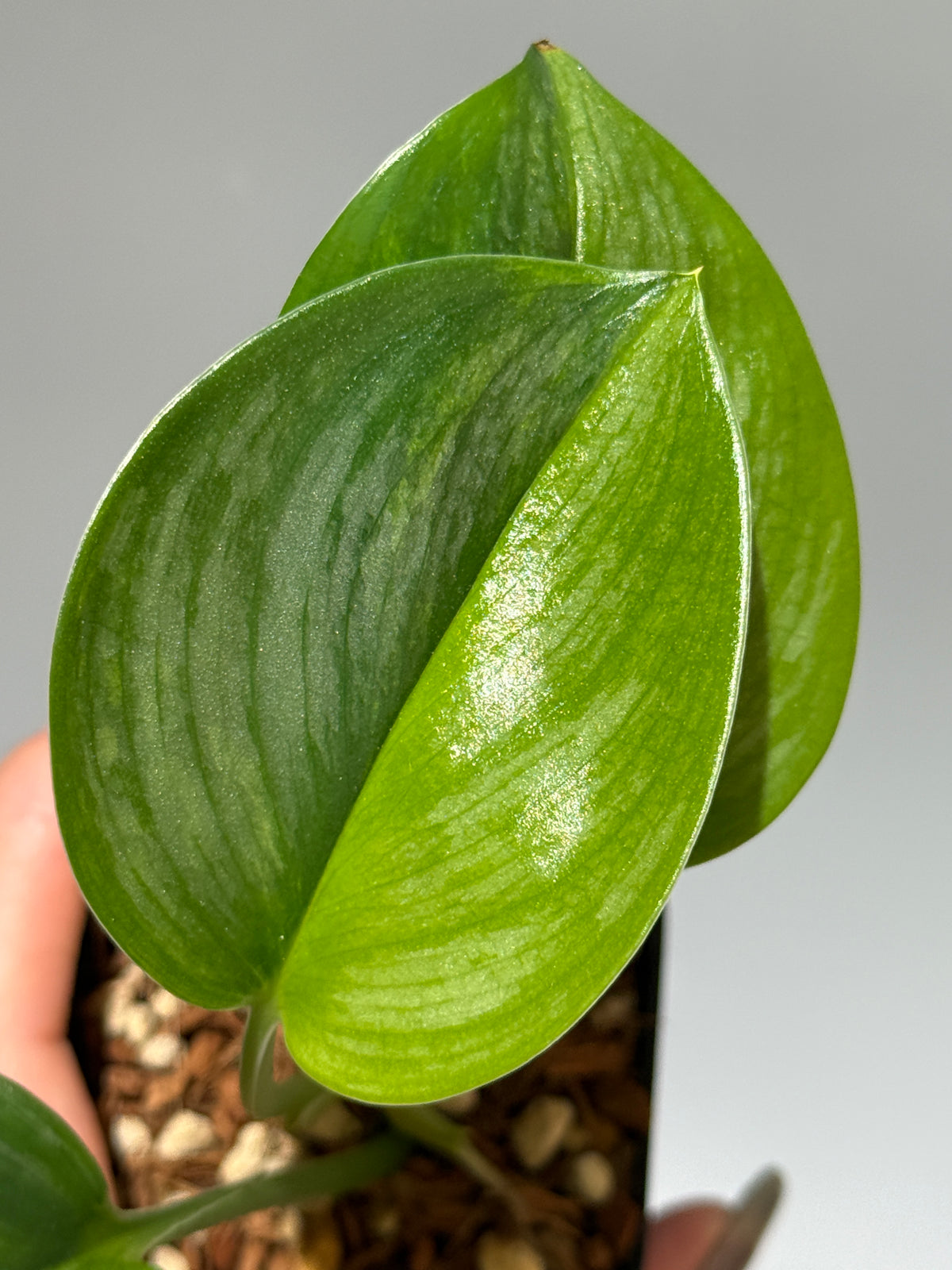 スキンダプサス ルビコン GOG  / Scindapsus rubicon GOG  (1)