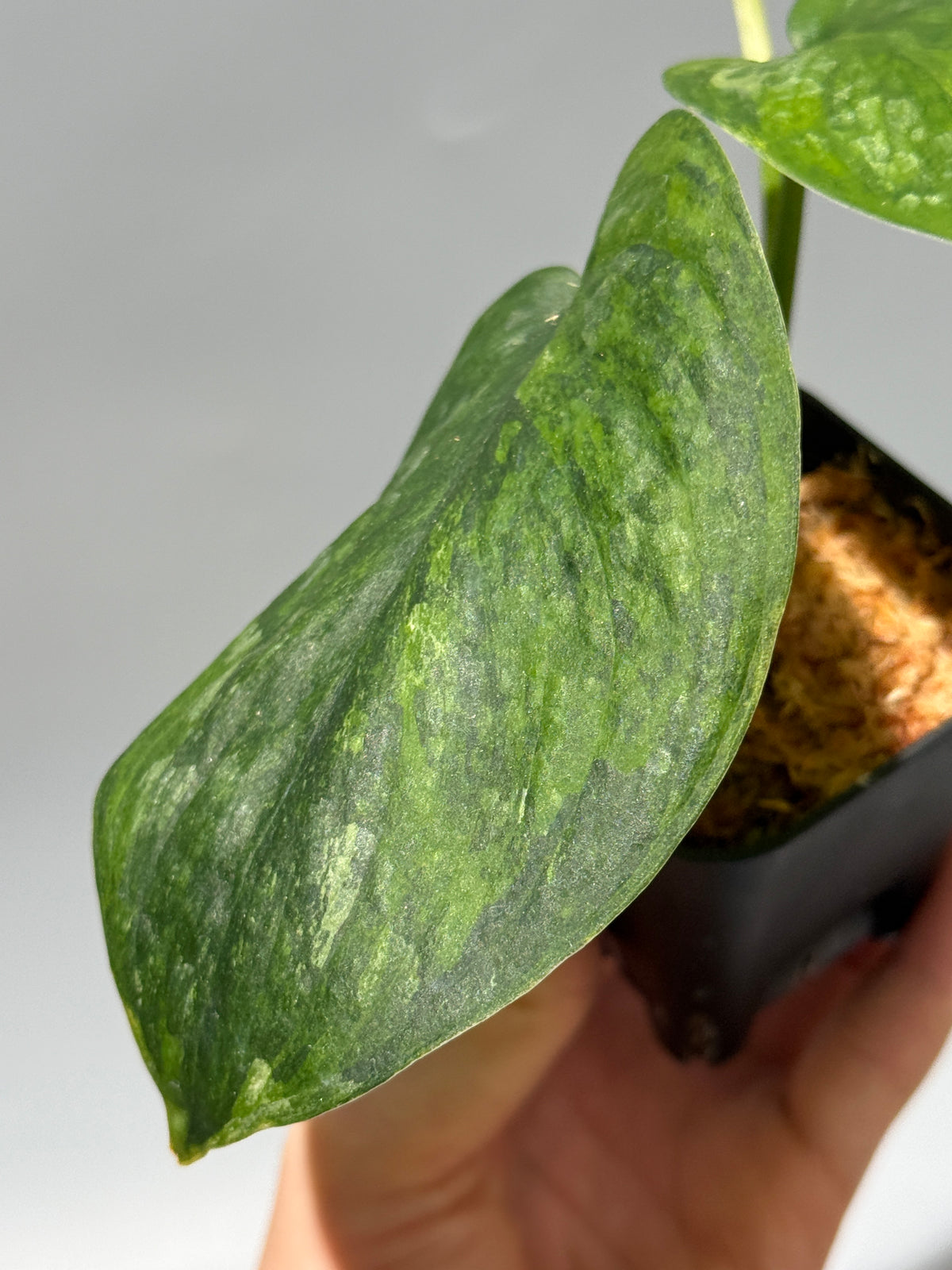 スキンダプサス グリーン ドラゴン / Scindapsus Green dorgon (1)