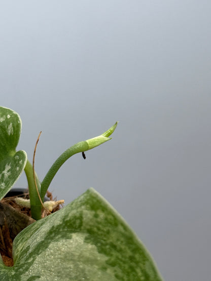 スキンダプサス ネビュラ / Scindapsus Nebula (4)