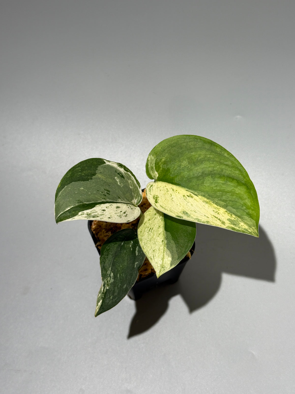 スキンダプサス シルバースプラッシュ ミューテーション / Scindapsus Silver splash mutation  (1)