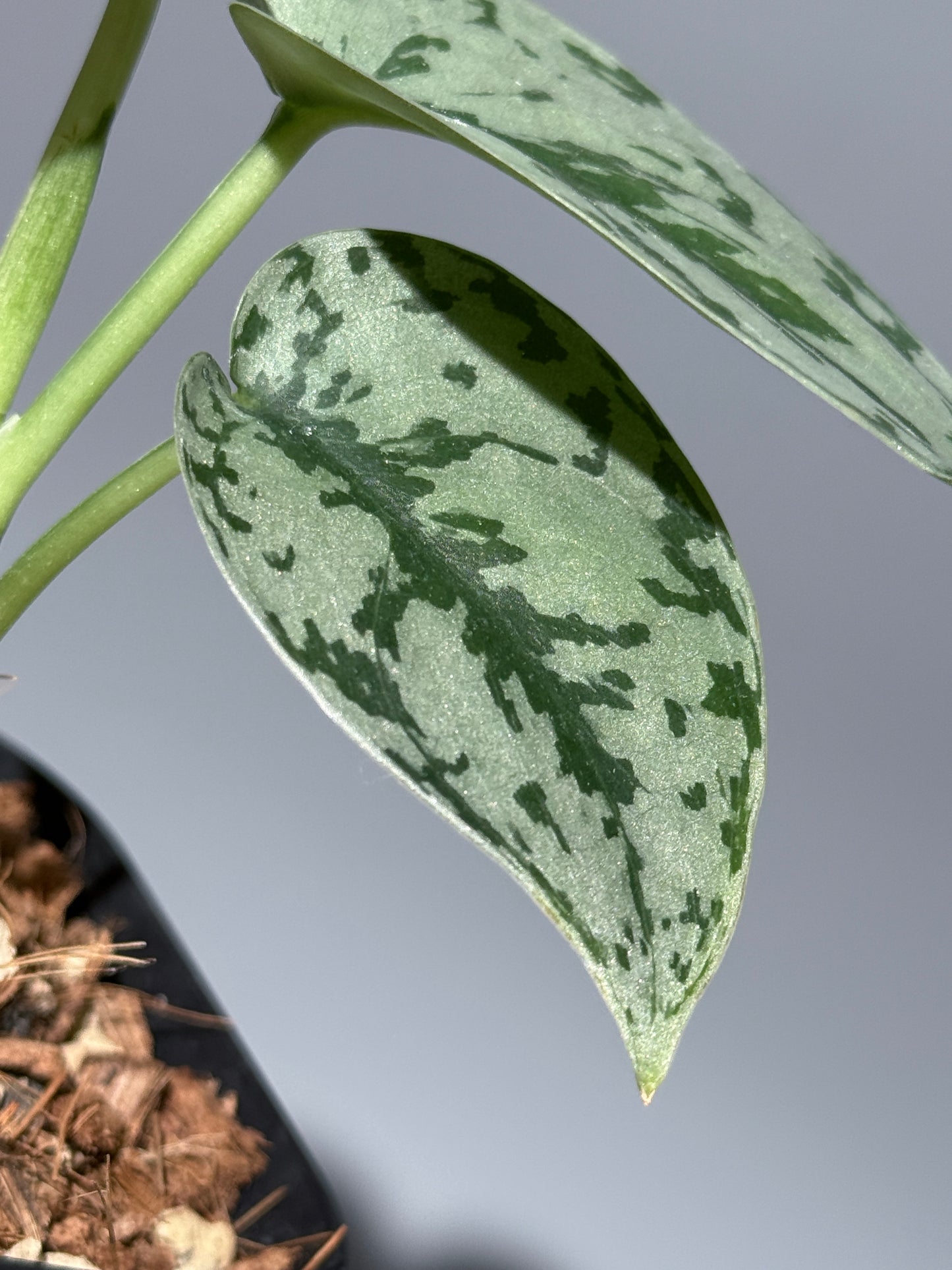 スキンダプサス シルバーレディ / Scindapsus silver lady (3)