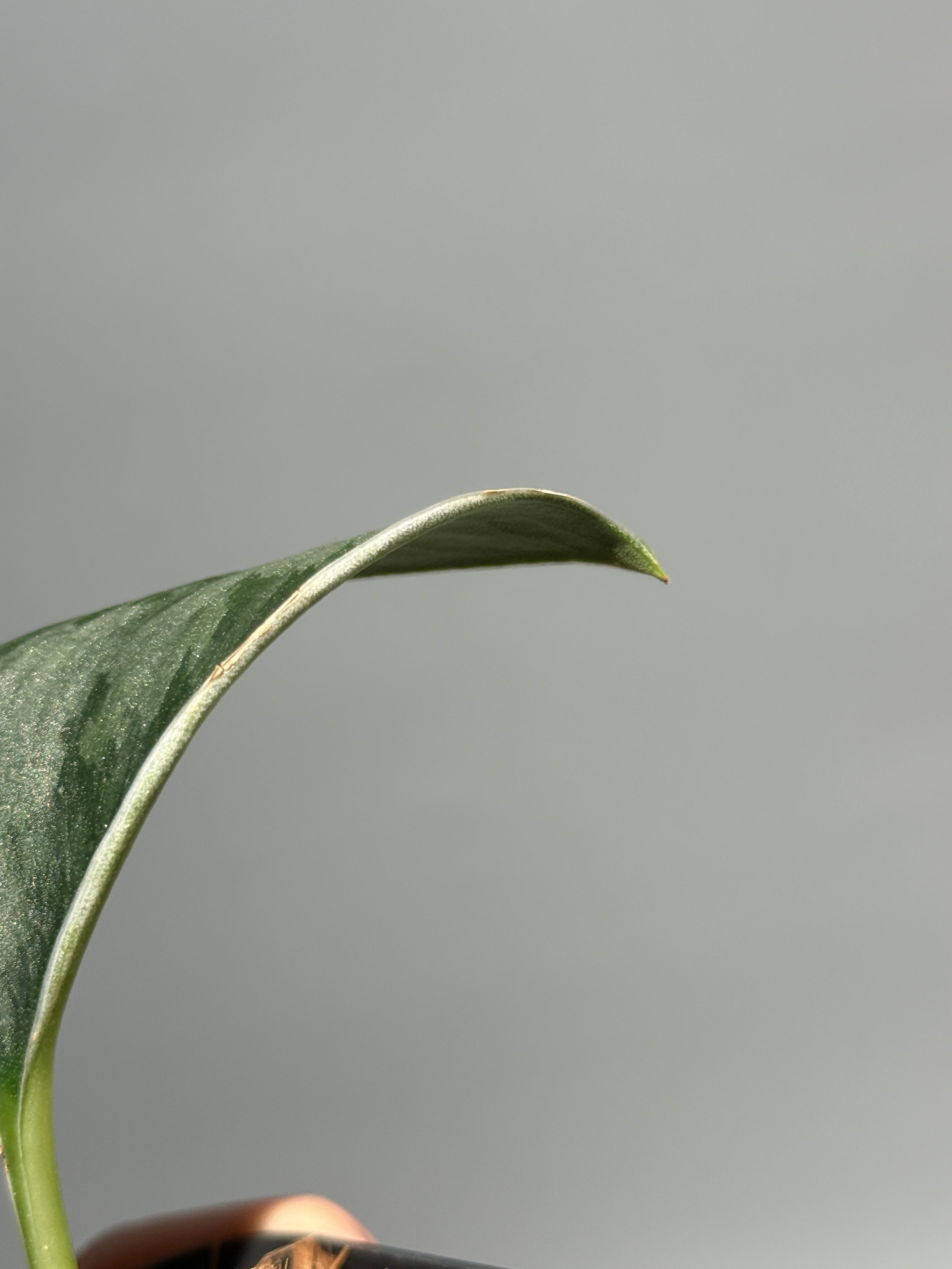 商品 – Page 3 – Nakayama-Plants