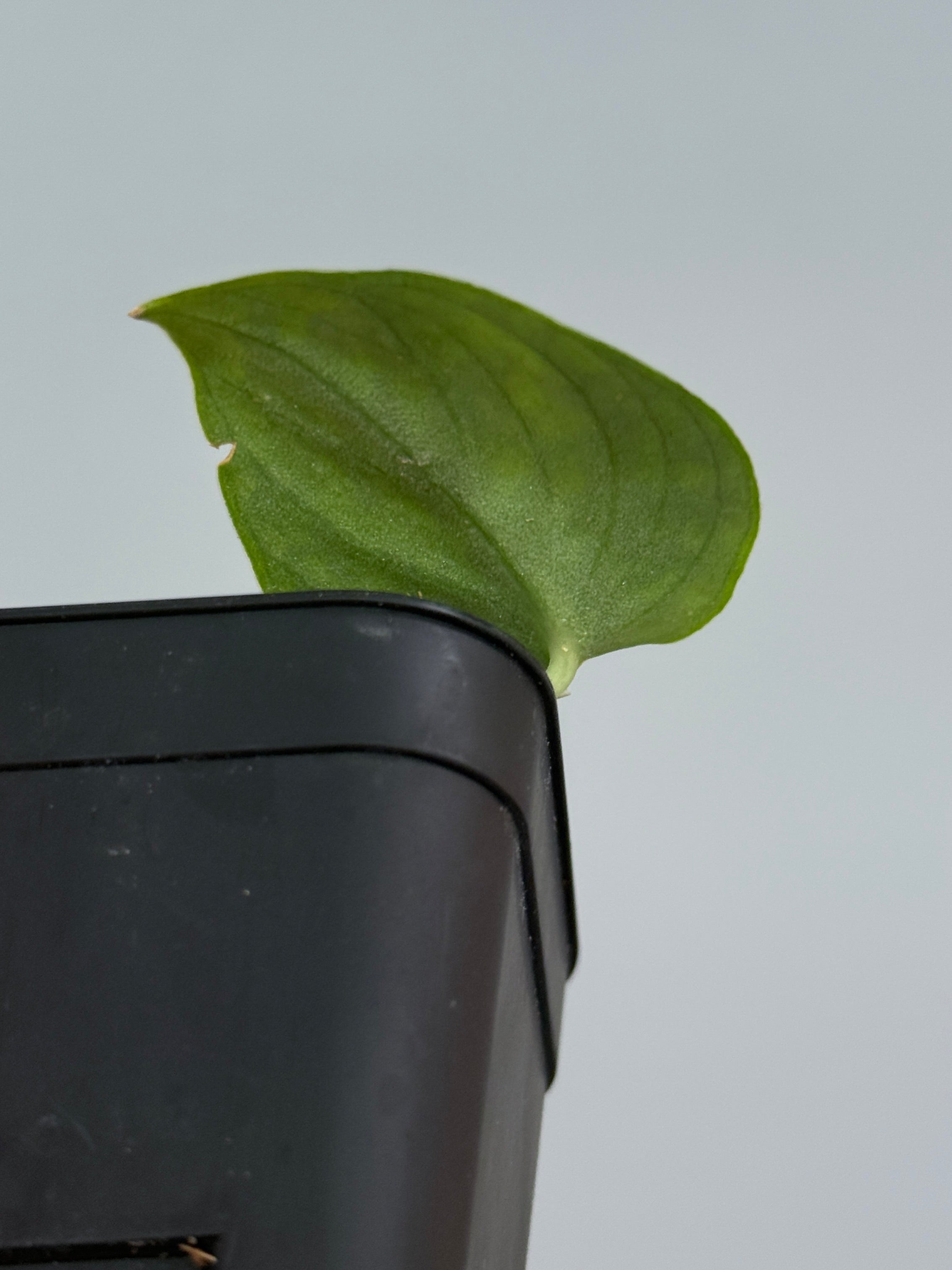 スキンダプサス スノーフレック ミューテーション / Scindapsus