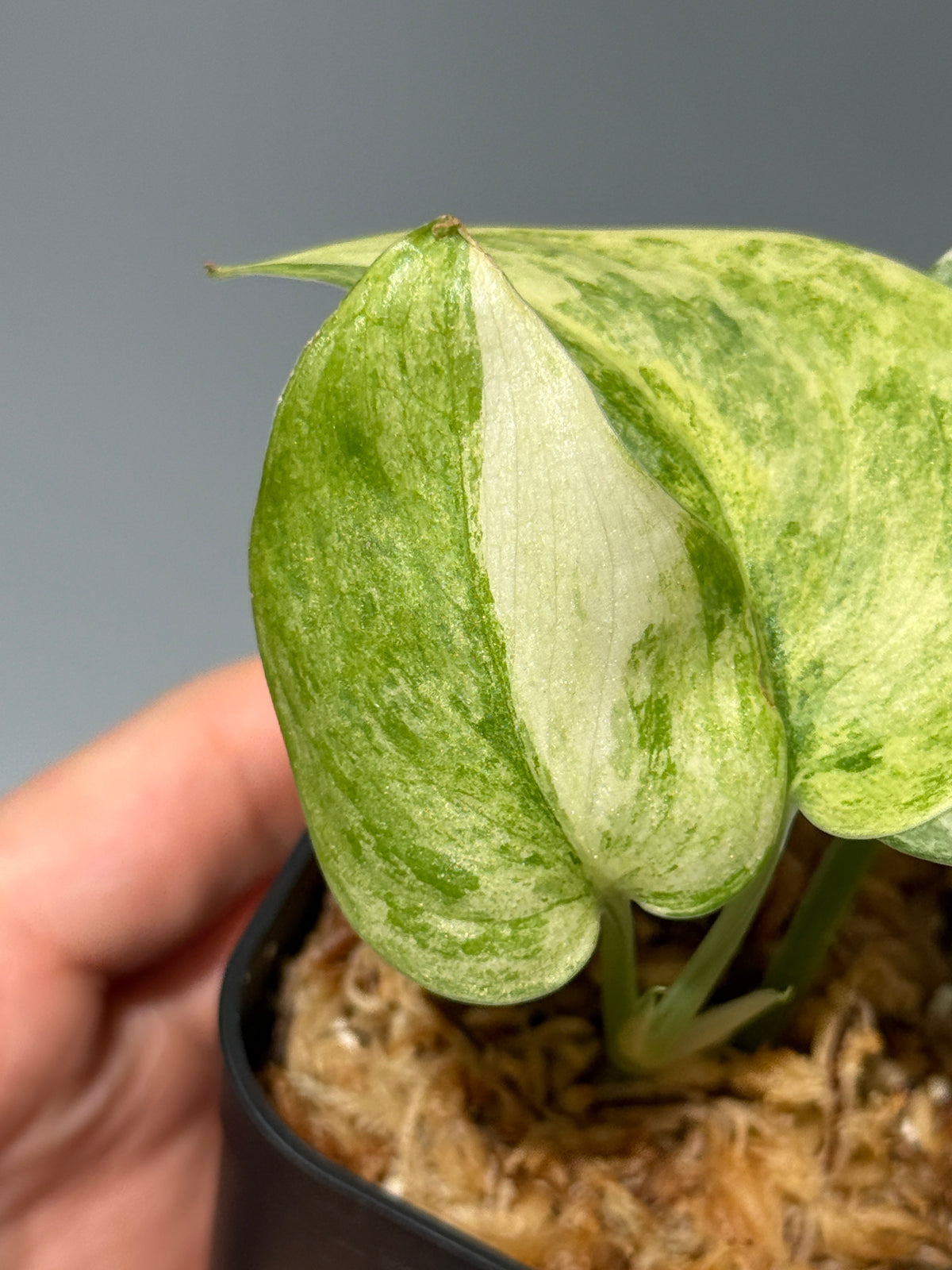 スキンダプサス ブルークラウド トリカラー / Scindapsus Exotica cloud tricolor (2)