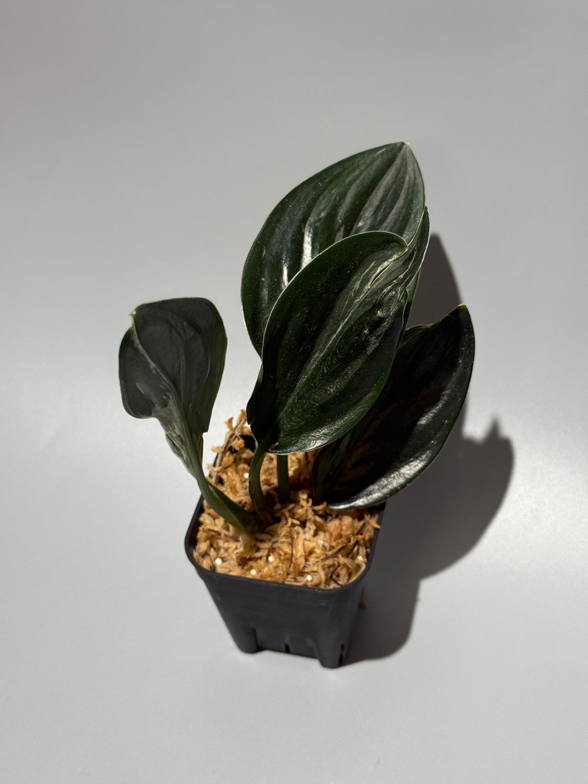 スキンダプサス トレビー ダークフォーム ミューテーション/Scindapsus Treubii darkform mutation (1)