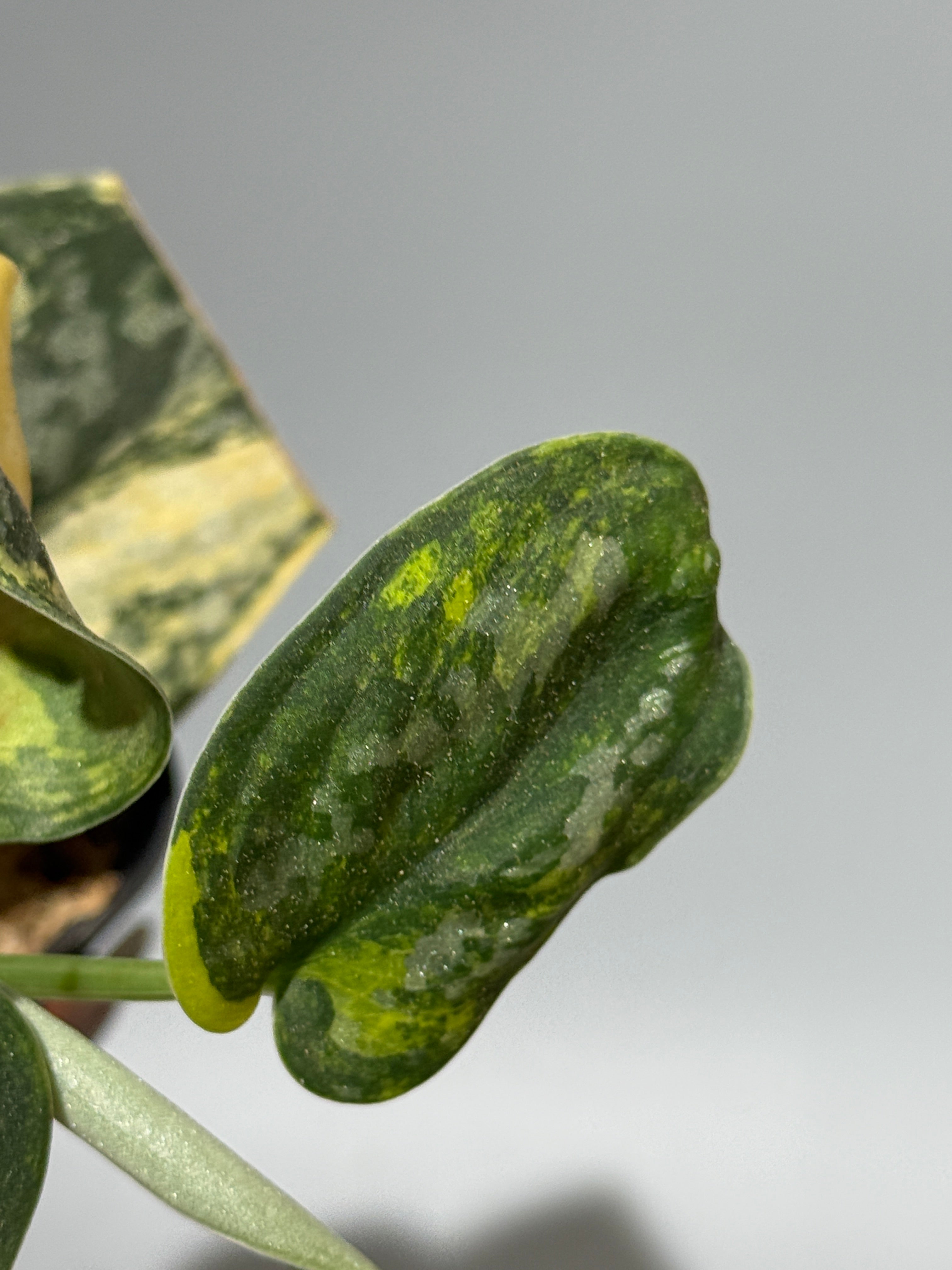 スキンダプサス グリーン ダイヤモンド / Scindapsus Green diamond (2
