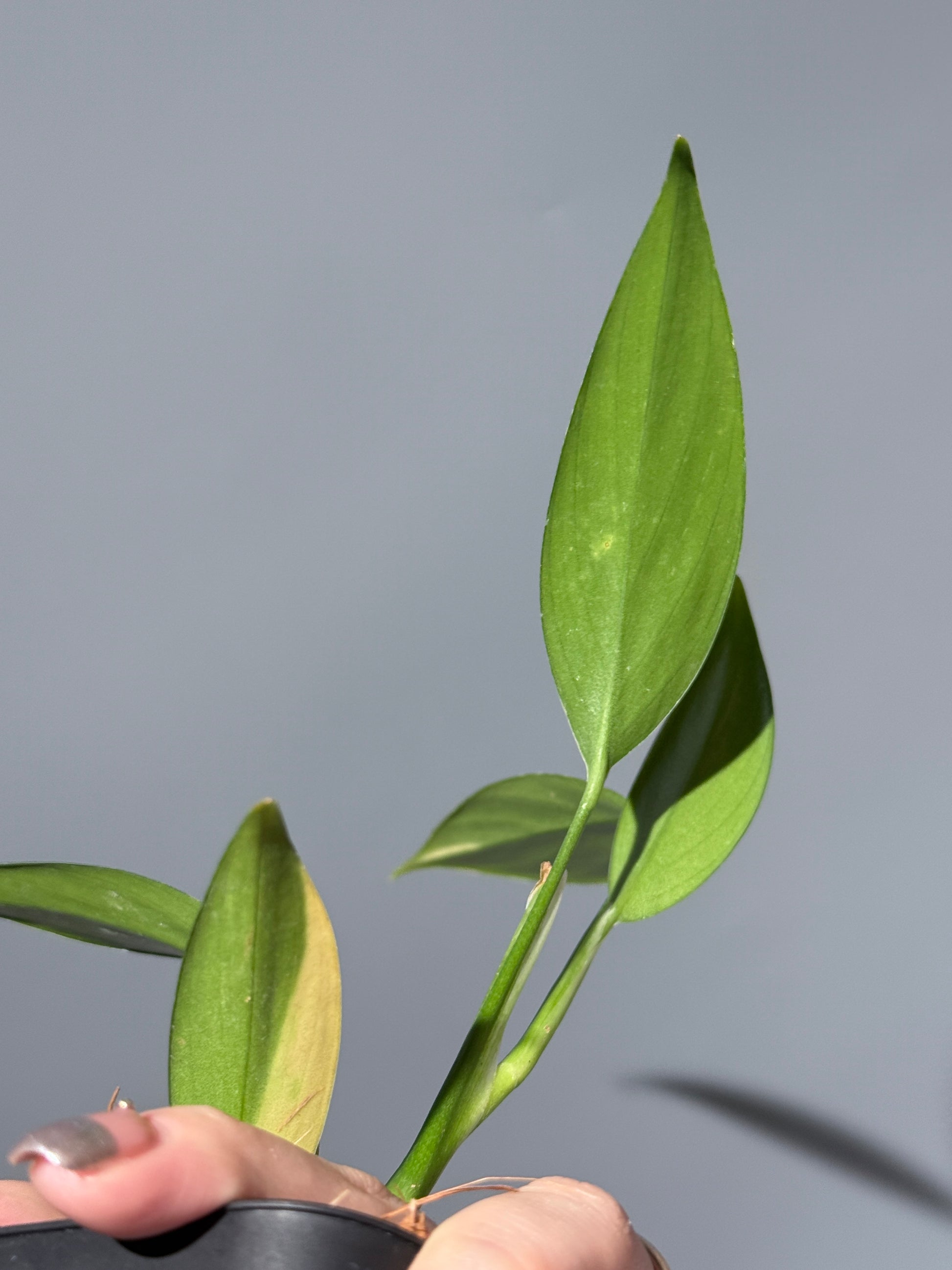 スキンダプサス コリアセウス イエロー / Scindapsus coriaceus yellow (2)