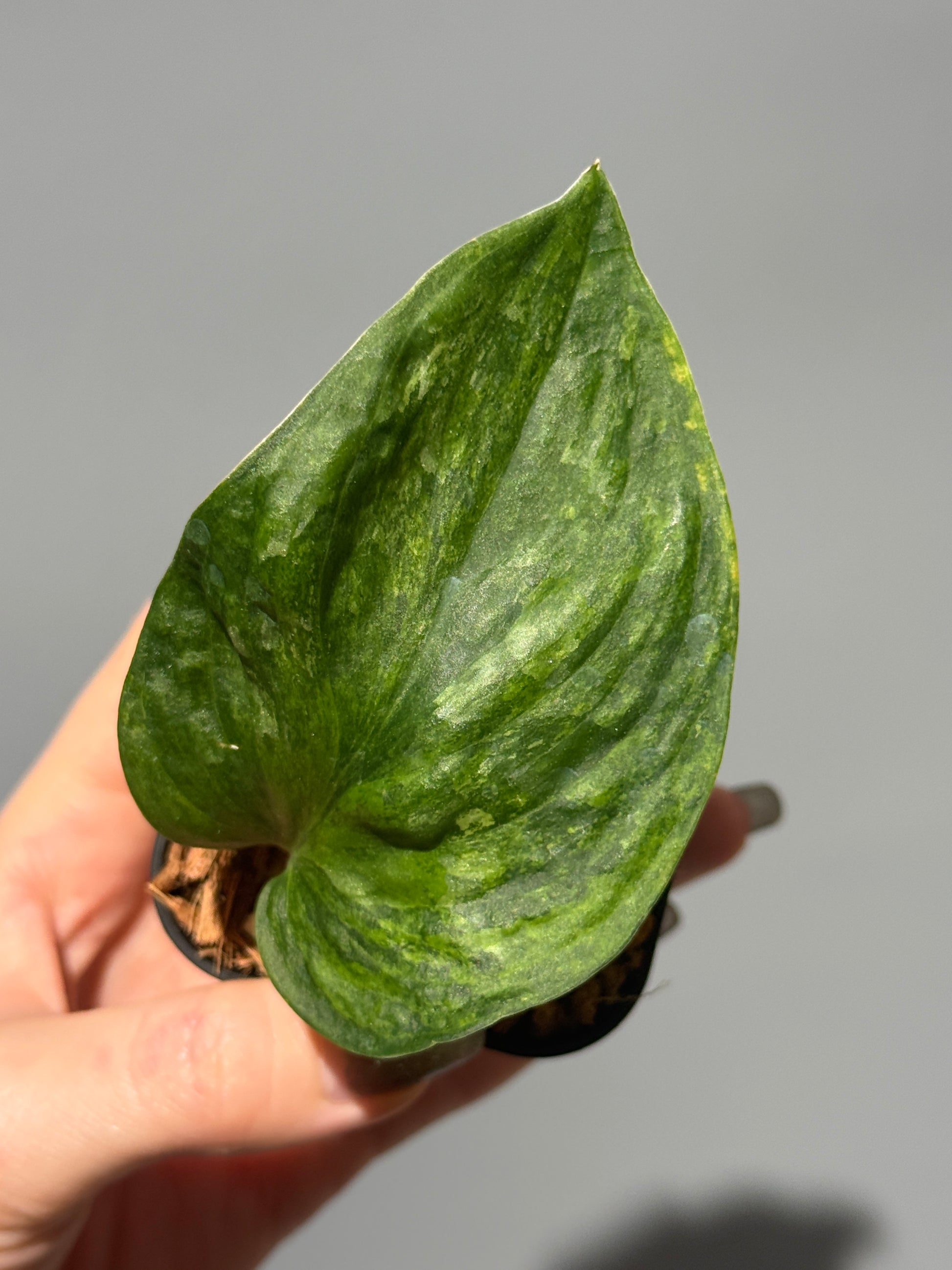 スキンダプサス グリーン ドラゴン / Scindapsus Green dorgon (1)