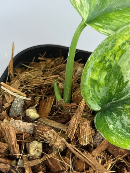 スキンダプサス パラヒヤンガン トリカラー  / Scindapsus parahyangan tricolor  (2)