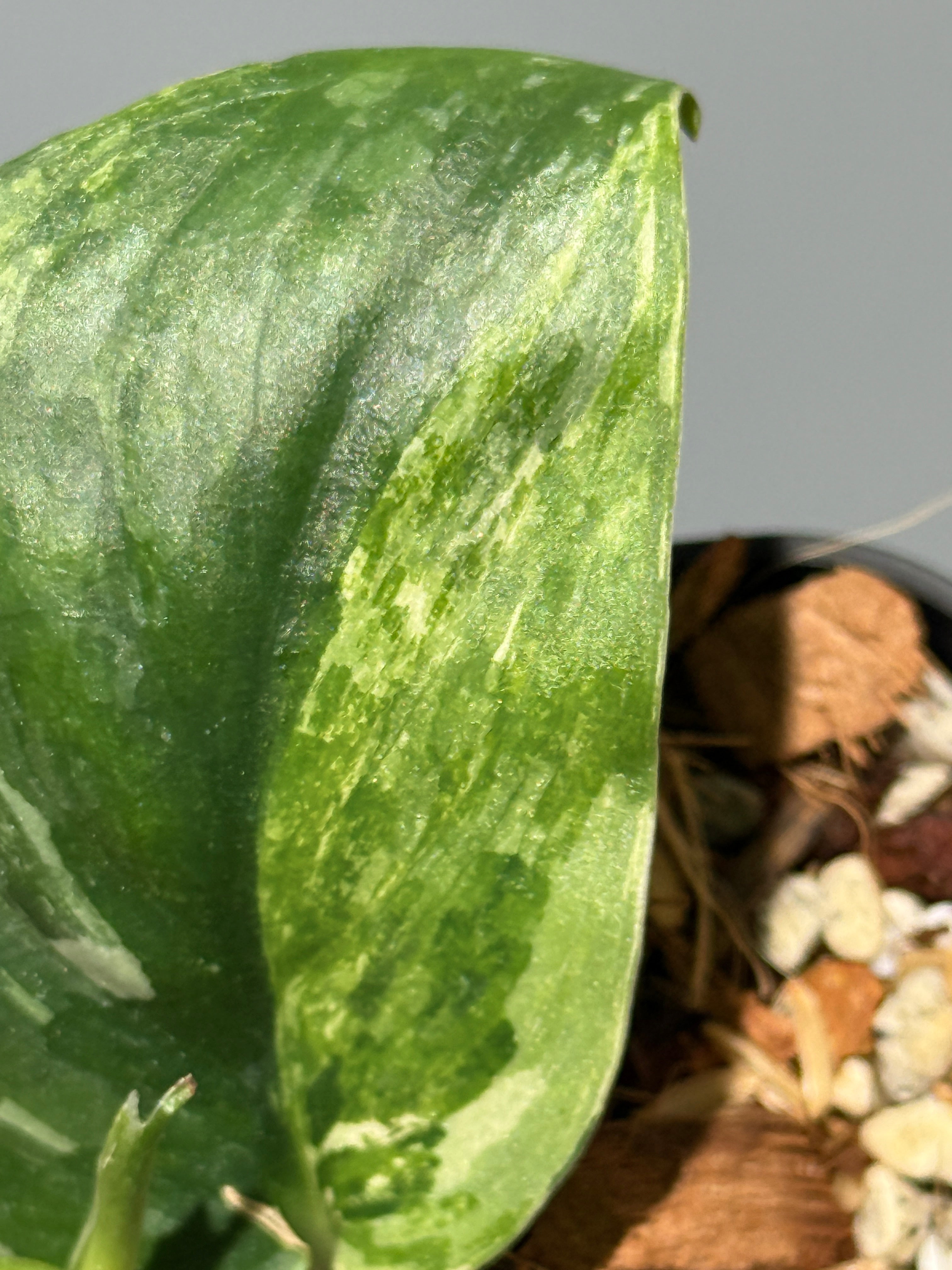 All Plants – Page 2 – Nakayama-Plants