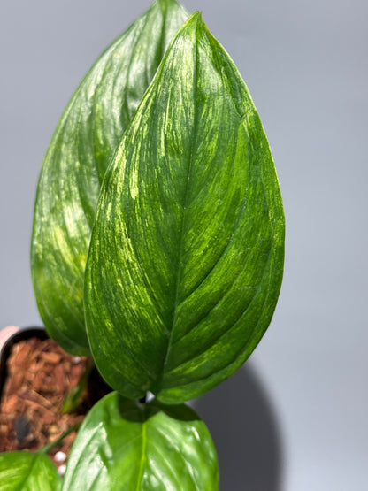 スキンダプサス ペラケンシス  / Scindapsus Perakensis (1)