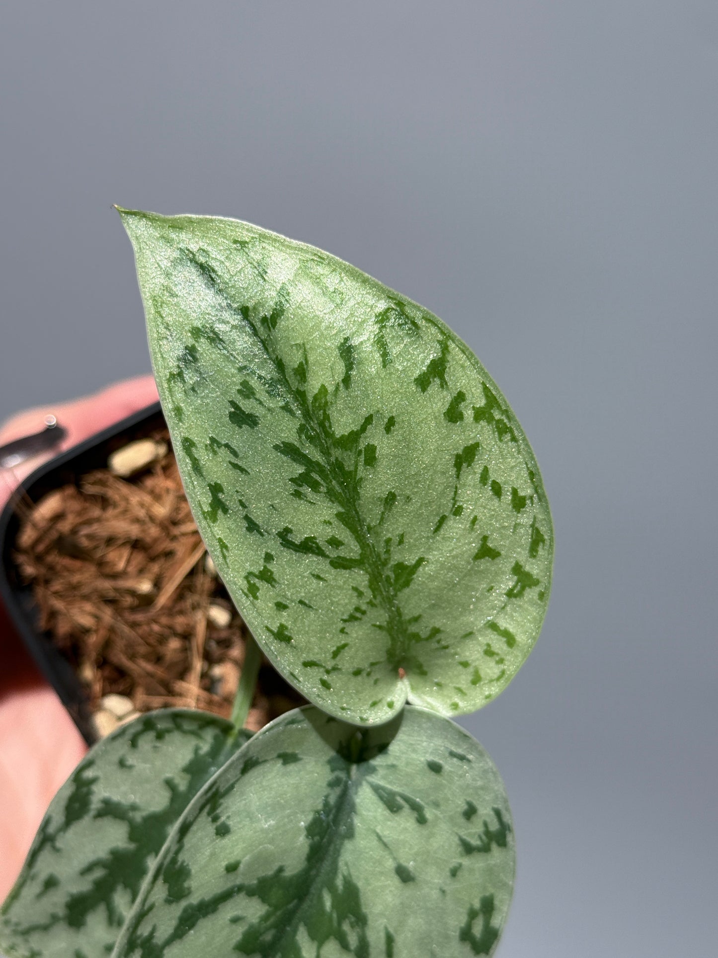 スキンダプサス シルバーレディ / Scindapsus silver lady (3)