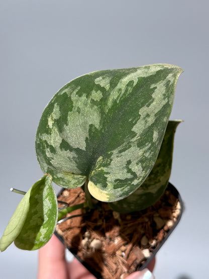 スキンダプサス バクダパティ / Scindapsus bakudapati (1)