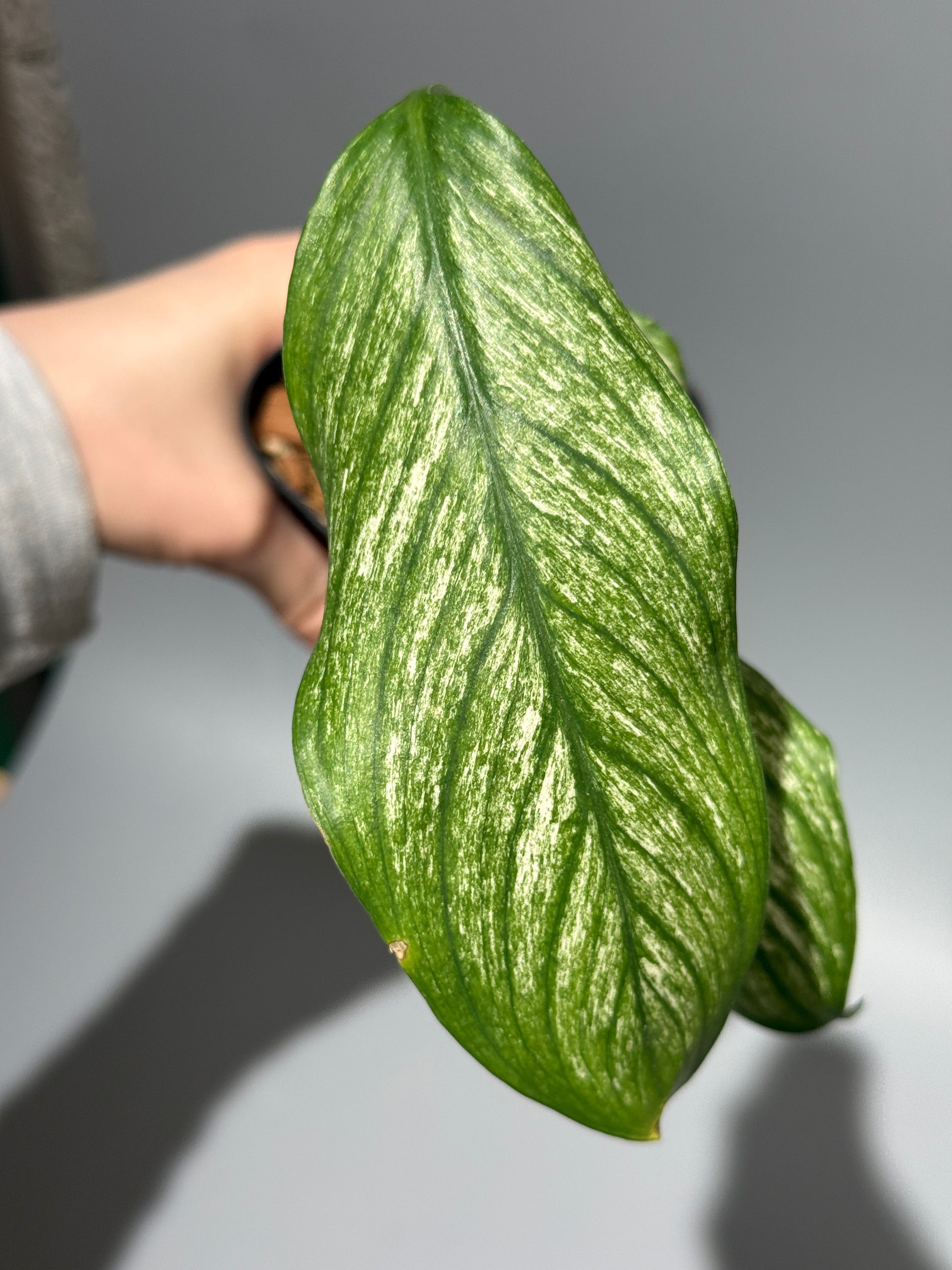 スキンダプサス ロンギピタス ミント  / Scindapsus Longistiptatus mint (1)