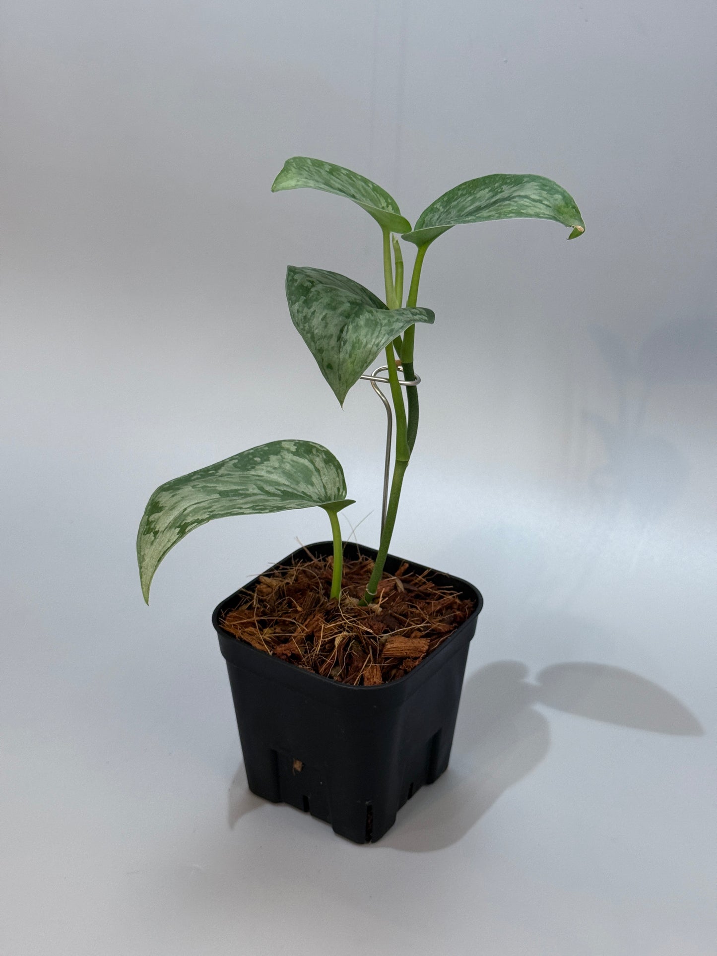 スキンダプサス ダーク クラウド Sp. ボルネオ / Scindapsus Dark cloud Sp. borneo (2)