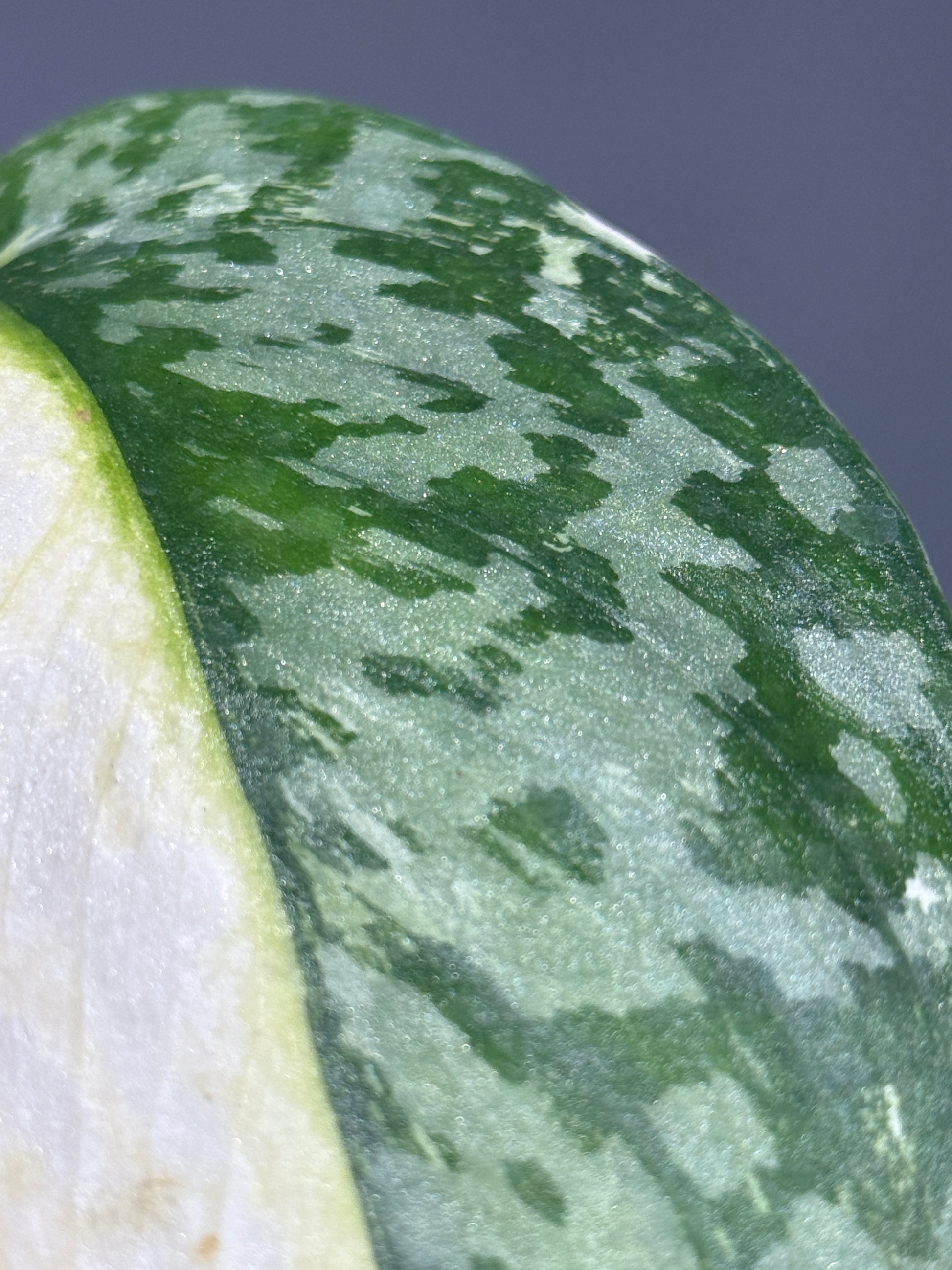 スキンダプサス ラカンビニ / Scindapsus lakambini  (1)