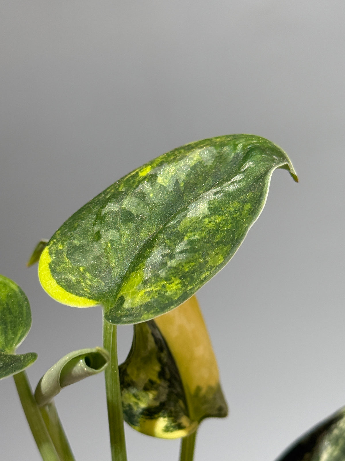スキンダプサス グリーン ダイヤモンド / Scindapsus Green diamond (2)