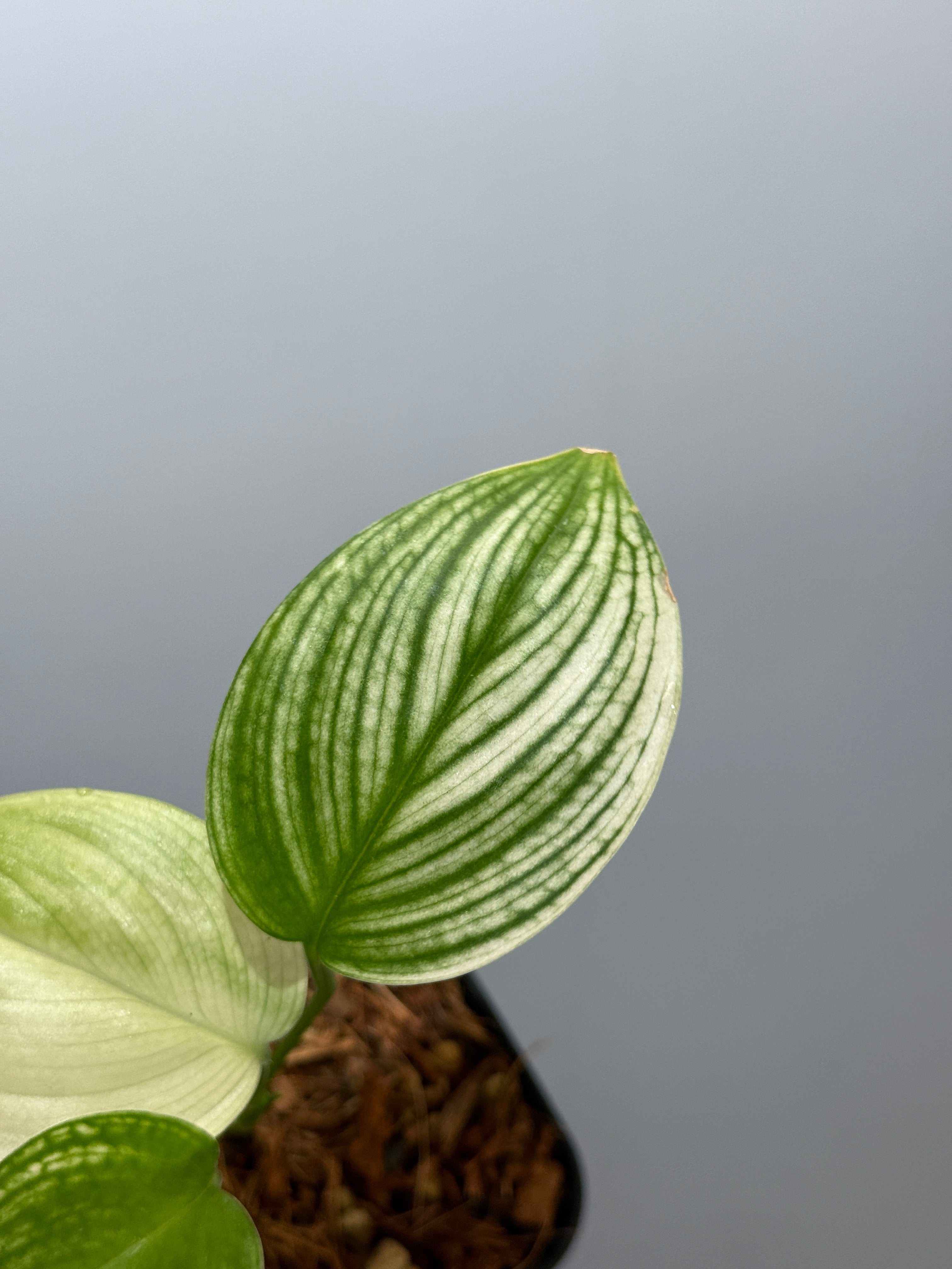 スキンダプサス ホワイトモンスター / Scindapsus whitemonster (6