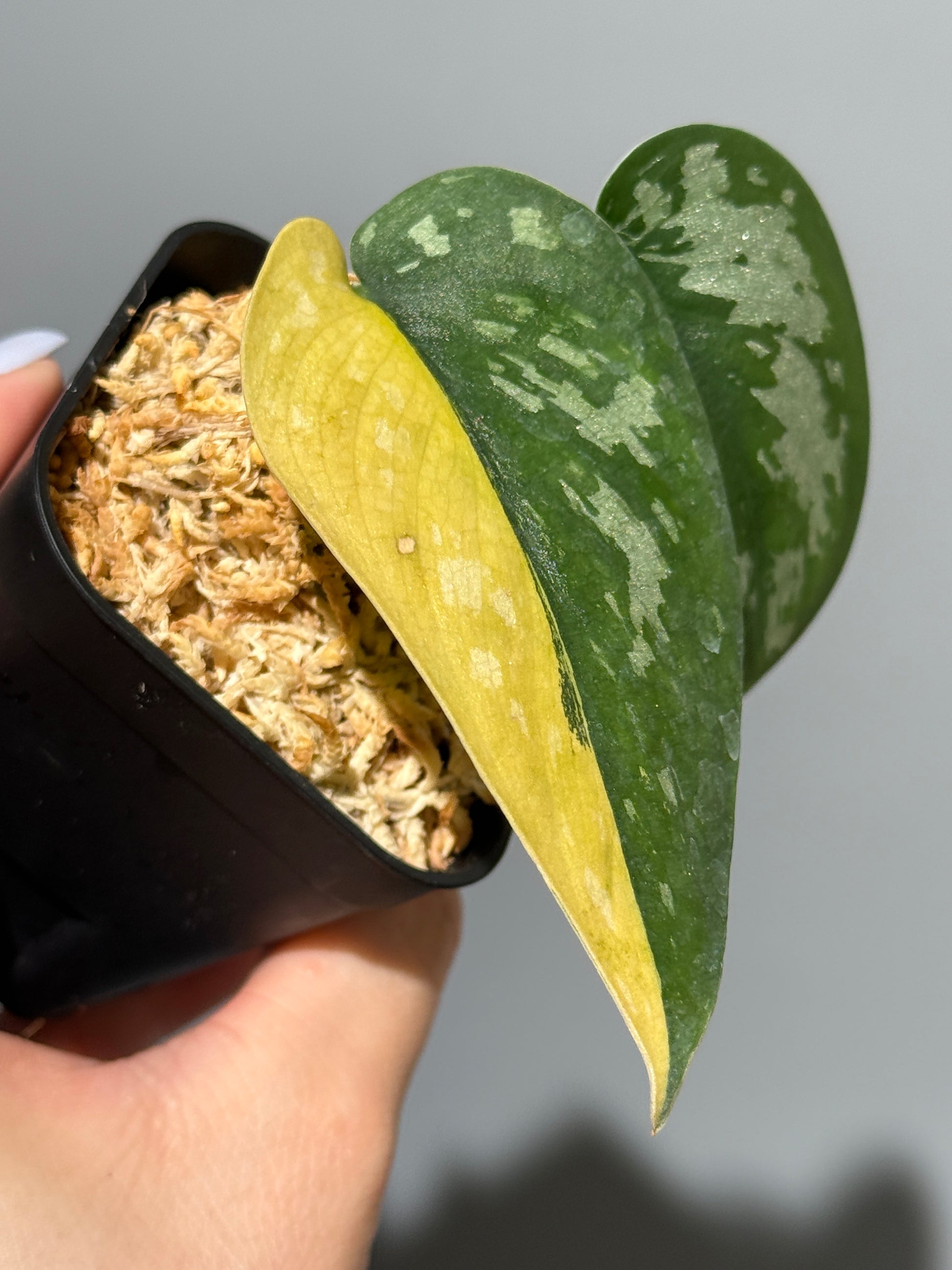 スキンダプサス マッチャ / Scindapsus matcha (2)