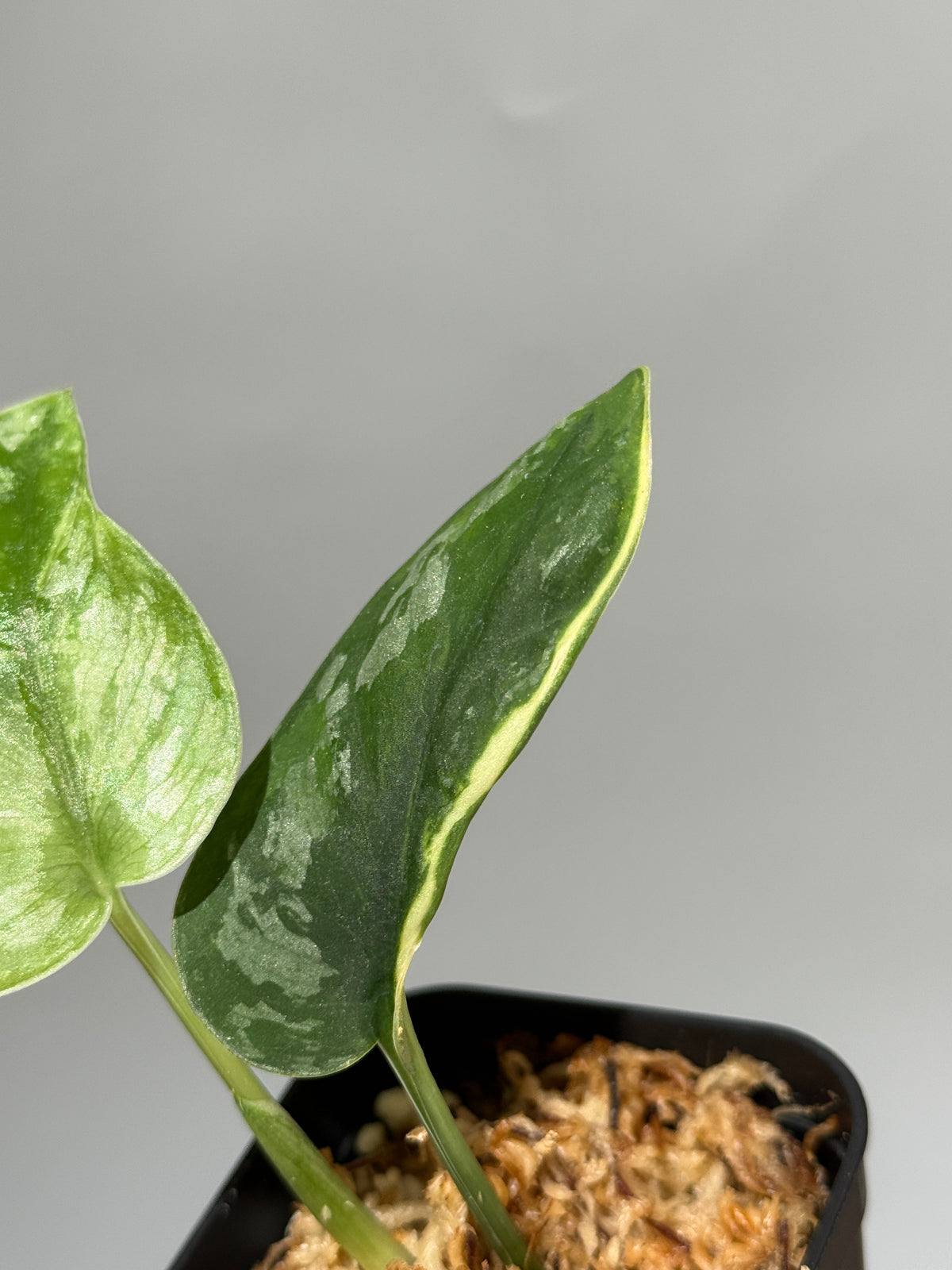 スキンダプサス イバタン  / Scindapsus Ibatan (1)