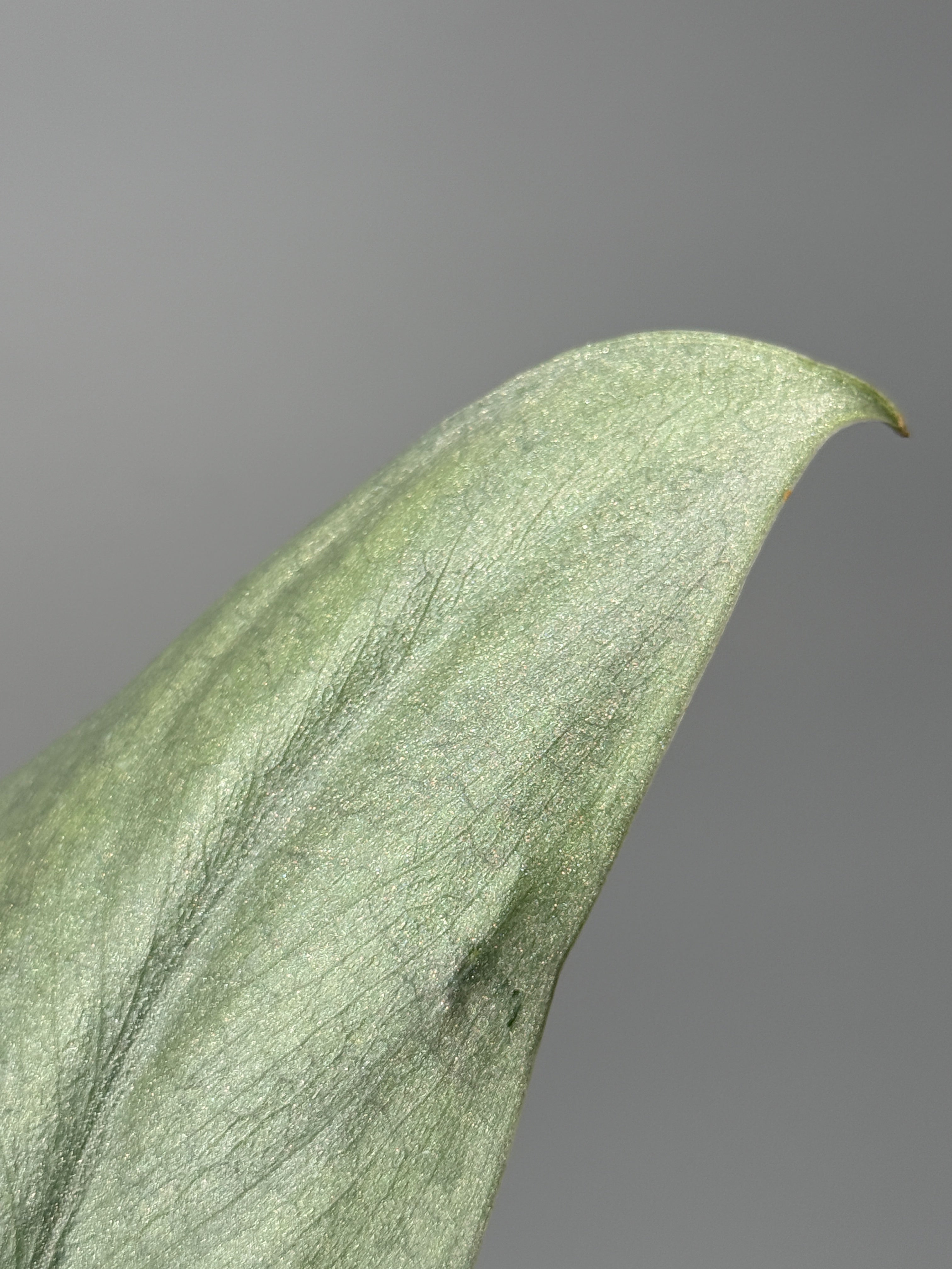 All Plants – Page 2 – Nakayama-Plants
