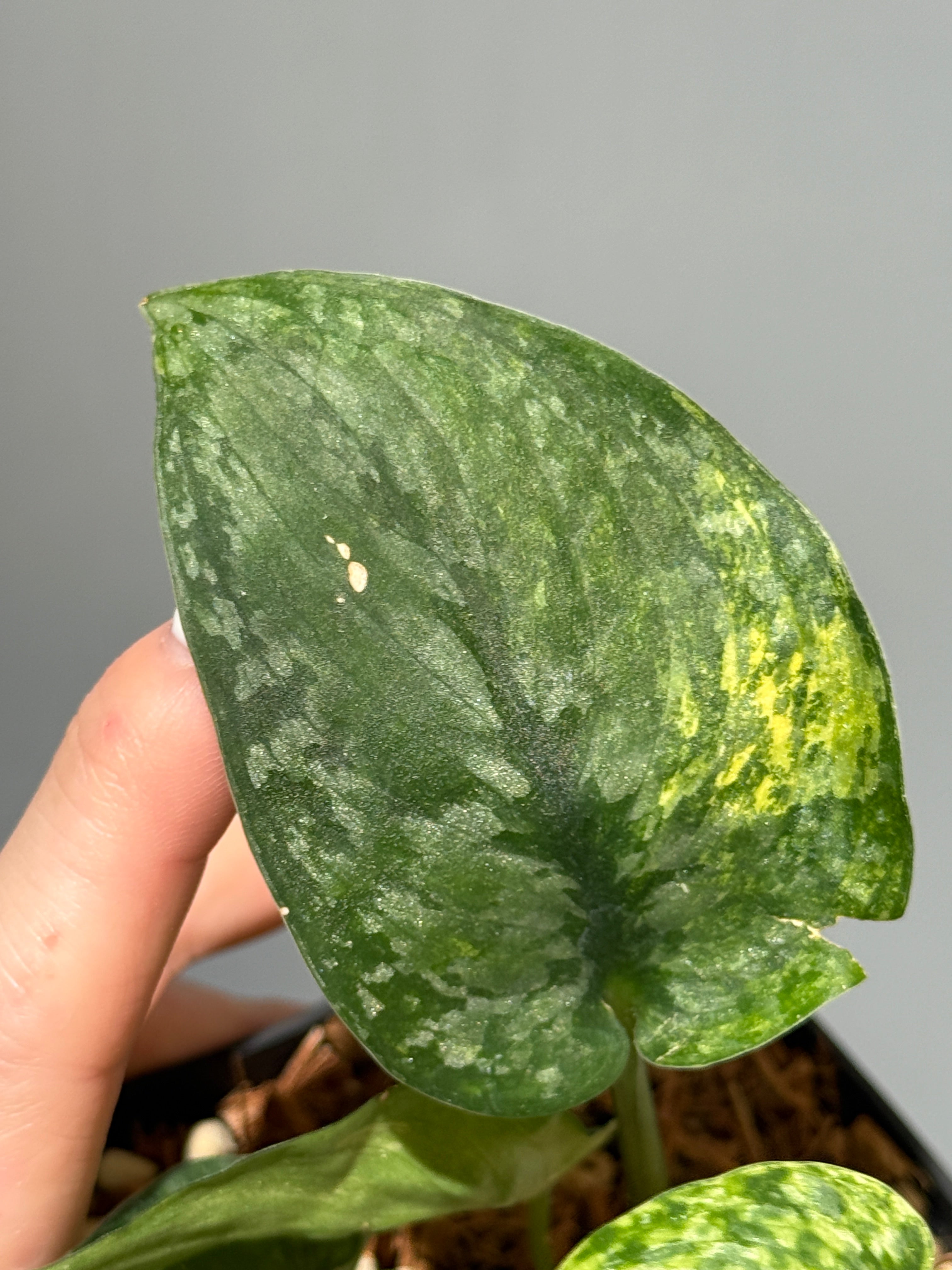 All Plants – Nakayama-Plants