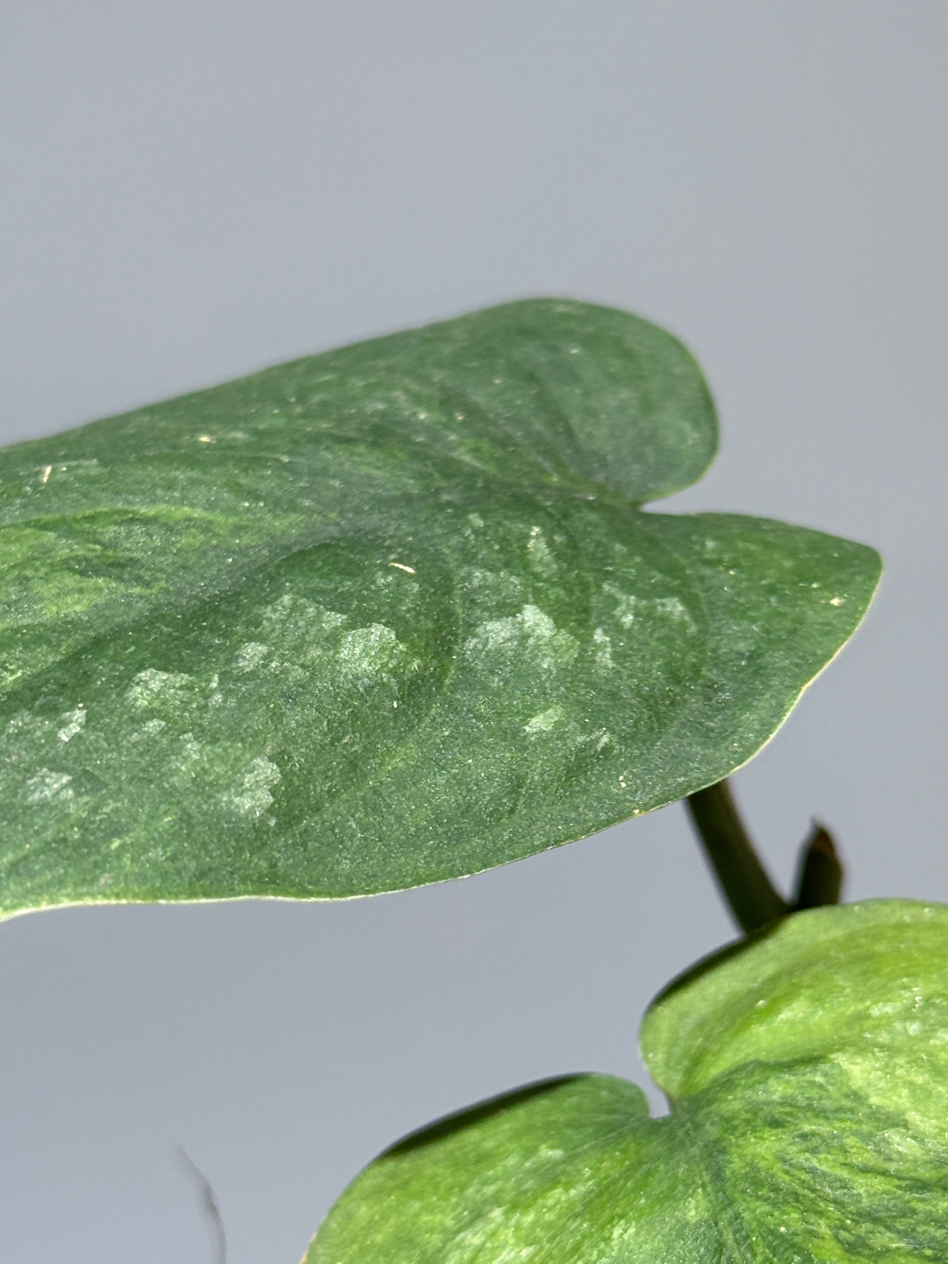 スキンダプサス グリーン ドラゴン / Scindapsus Green dorgon (1)