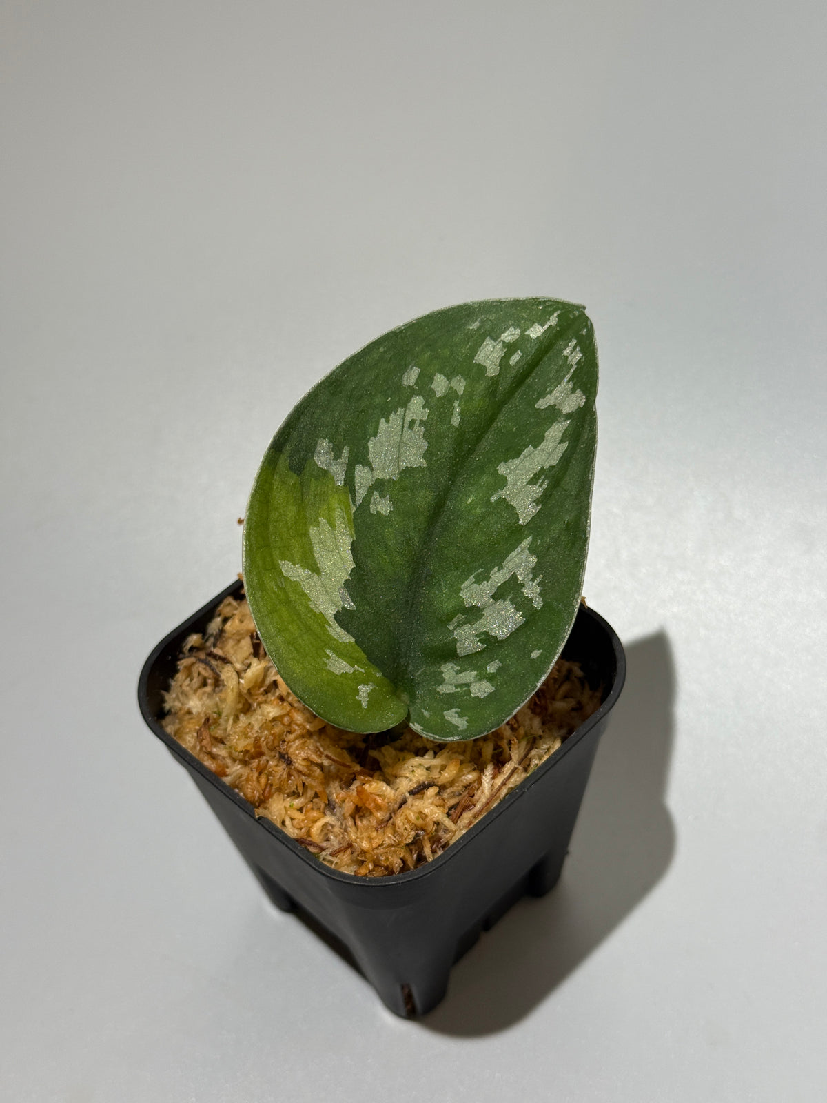 スキンダプサス アルギレウス マクマク / Scindapsus Argyraeus makumaku (2)