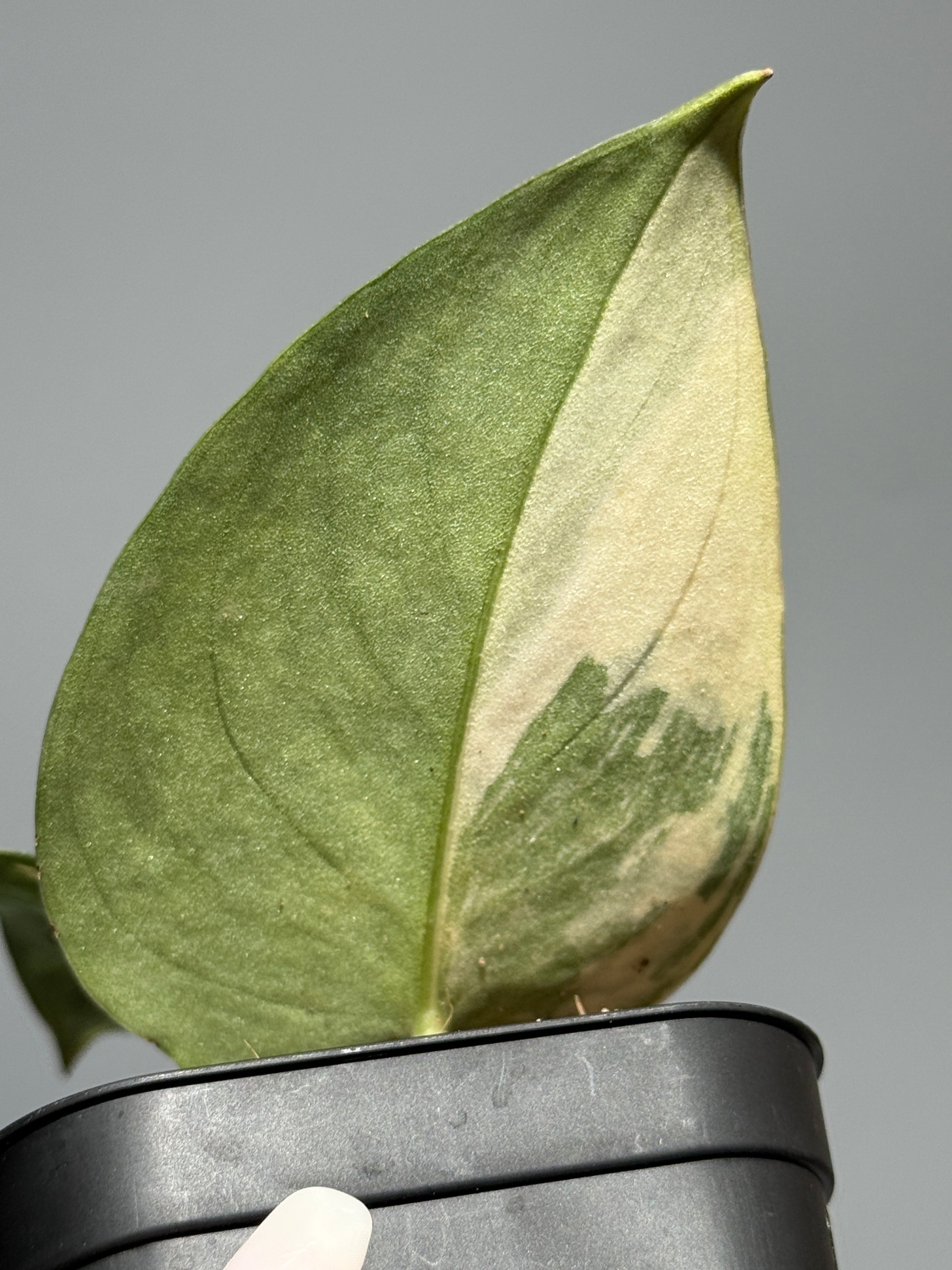 スキンダプサス メラカイ / Scindapsus Merakai (1)