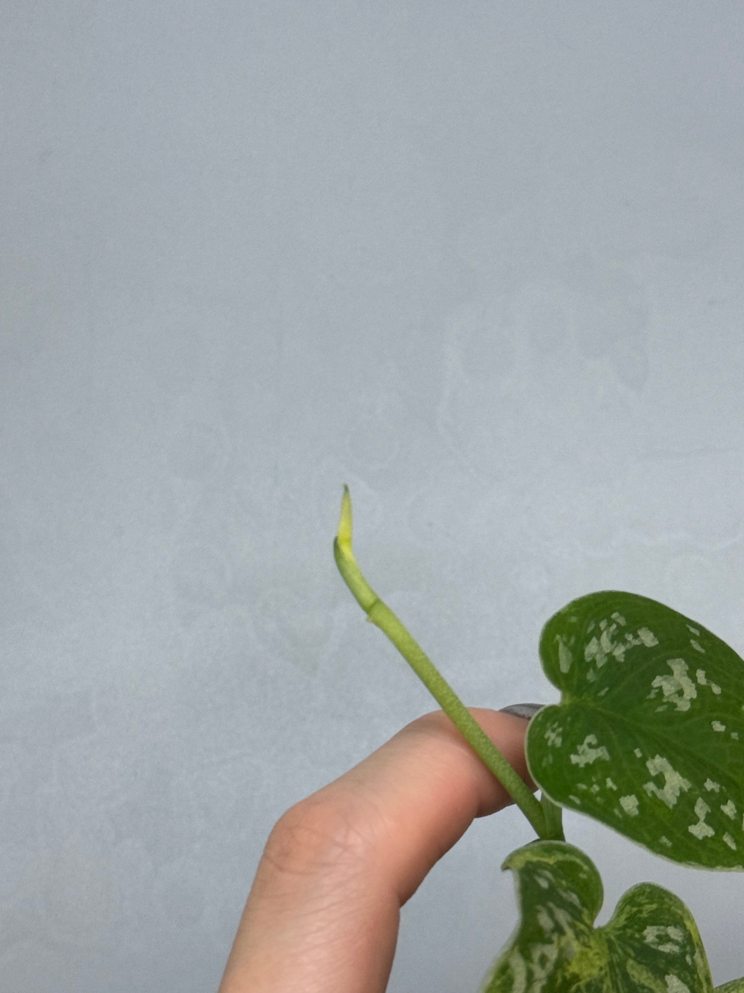 スキンダプサス ネビュラ / Scindapsus Nebula (1) – Nakayama-Plants